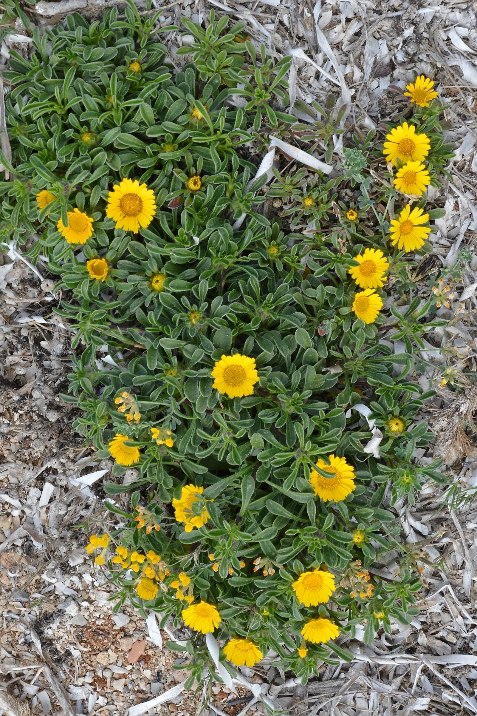Gold Coin Daisy (Asteriscus Maritimus) — Compact Gold Coin (Asteriscus maritimus) thrives as a low-maintenance evergreen perennial in USDA zones, image 51