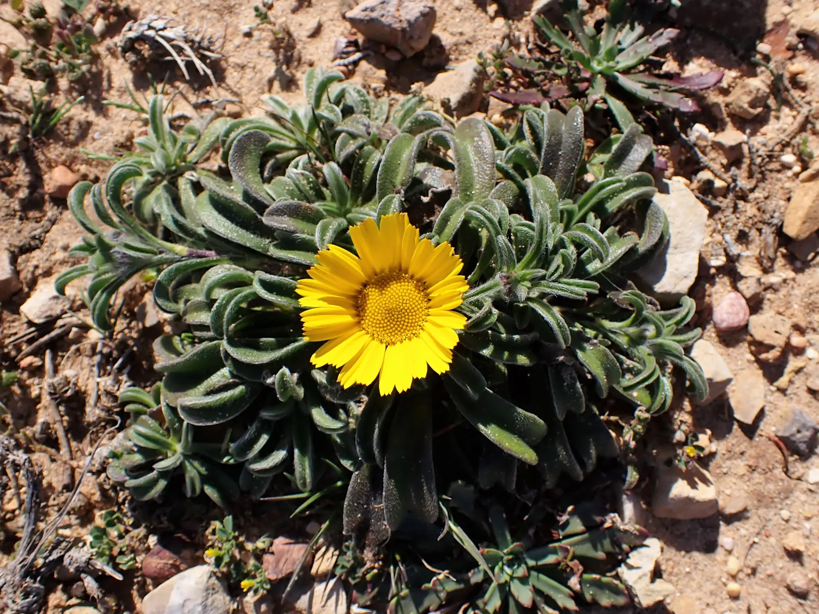 Gold Coin Daisy (Asteriscus Maritimus) — Blooms appear in spring and summer, attracting butterflies and providing vibrant ground cover