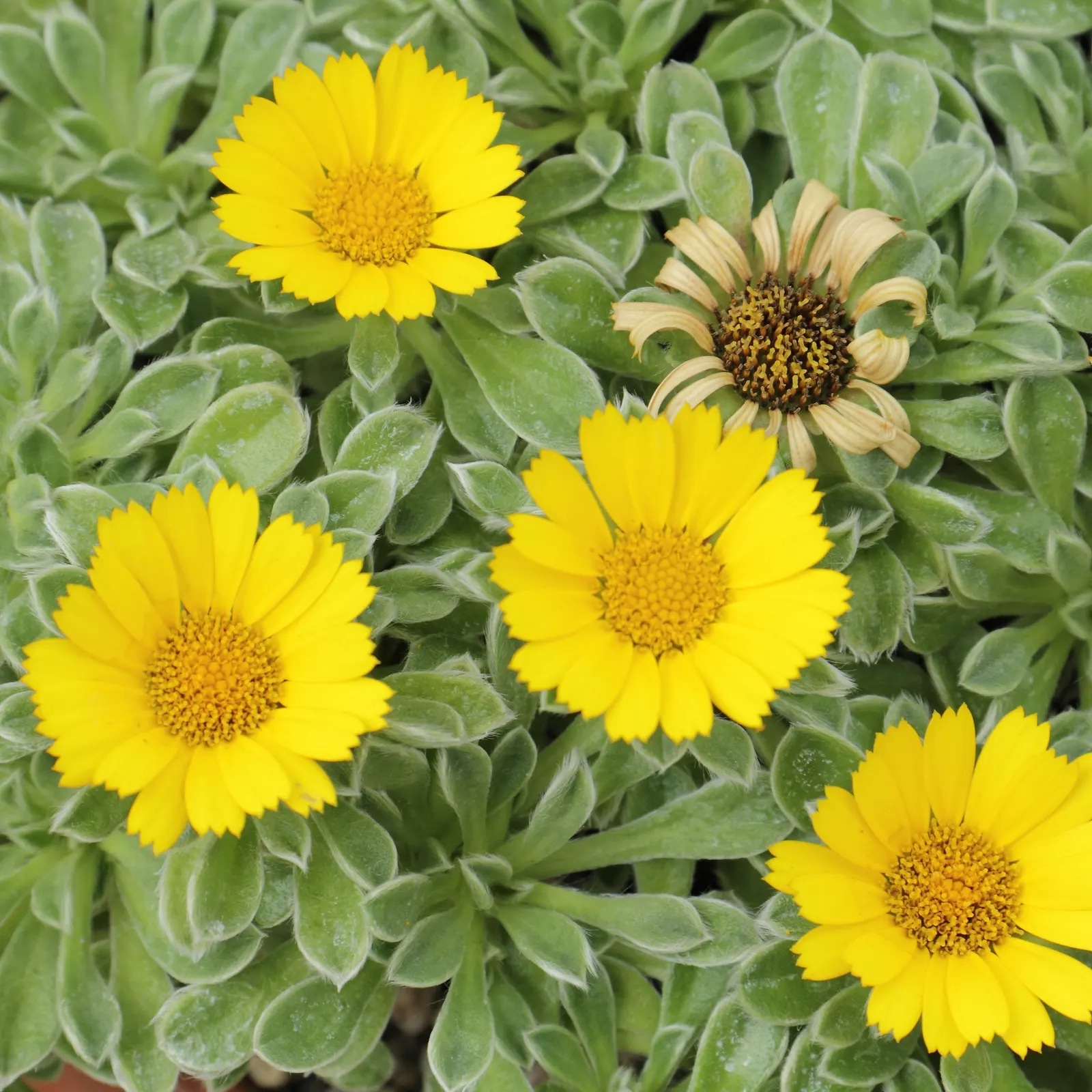 Gold Coin Daisy (Asteriscus Maritimus) — This Mediterranean native is well-suited for rock gardens; are a vibrant addition to the landscape and also attract