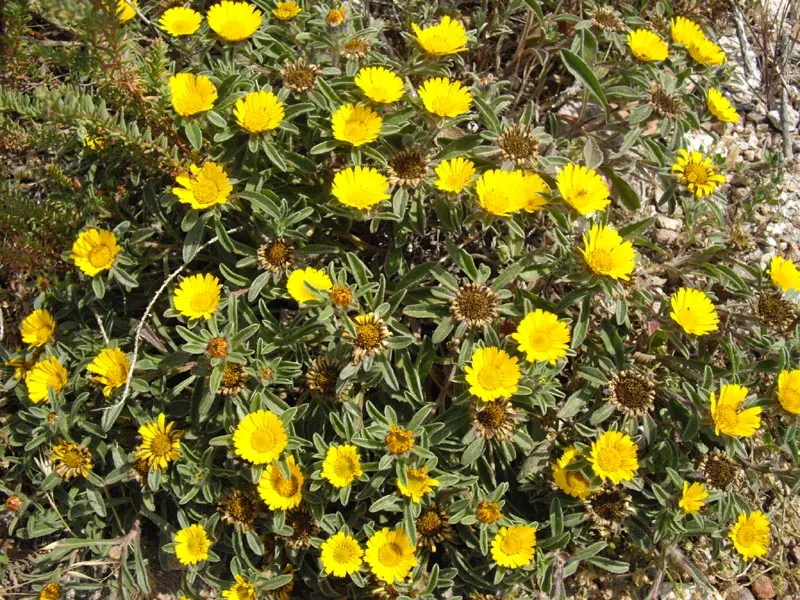 Gold Coin Daisy (Asteriscus Maritimus) — perennial with gold blooms