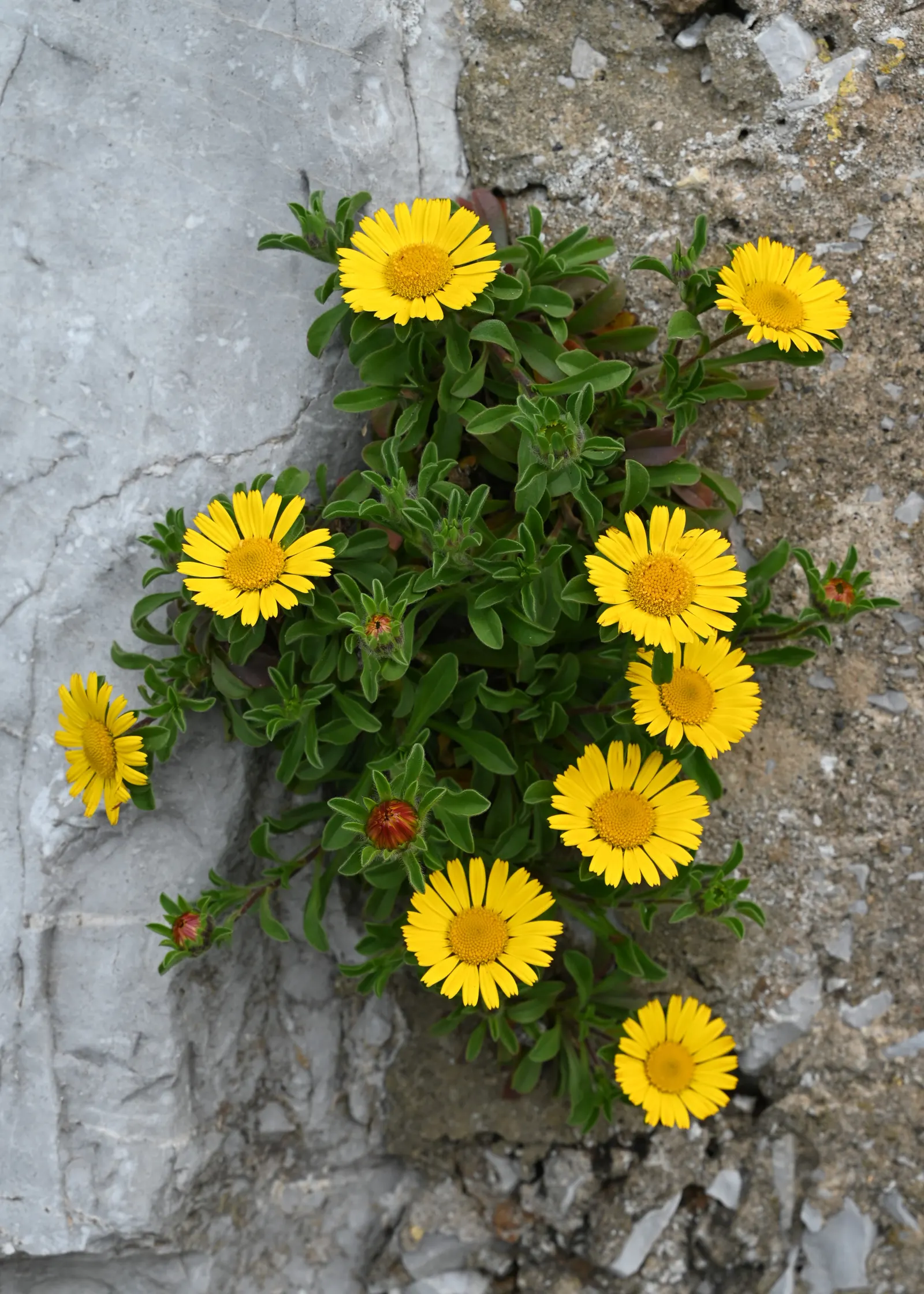 Gold Coin Daisy (Asteriscus Maritimus) — perennial for full