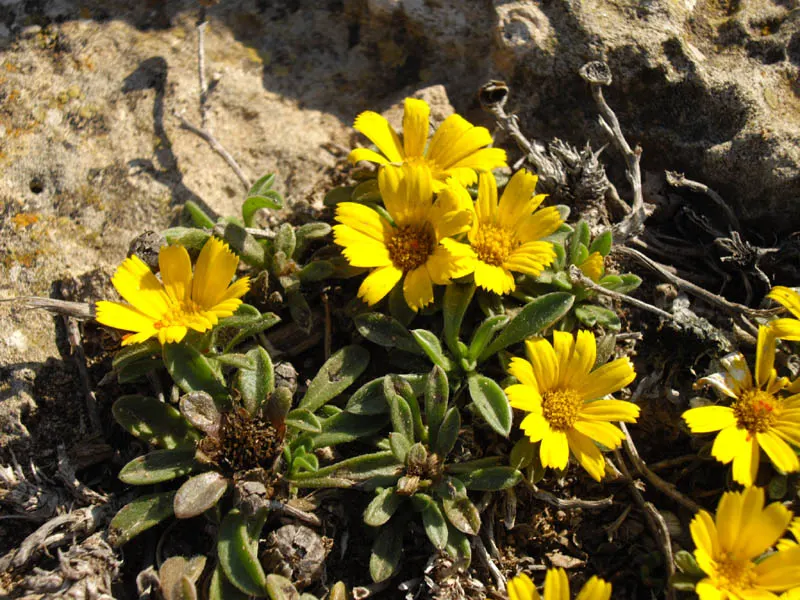 Gold Coin Daisy (Asteriscus Maritimus) — is an evergreen perennial often celebrated for its striking golden-yellow daisy-like flowers and dense; compact Gold