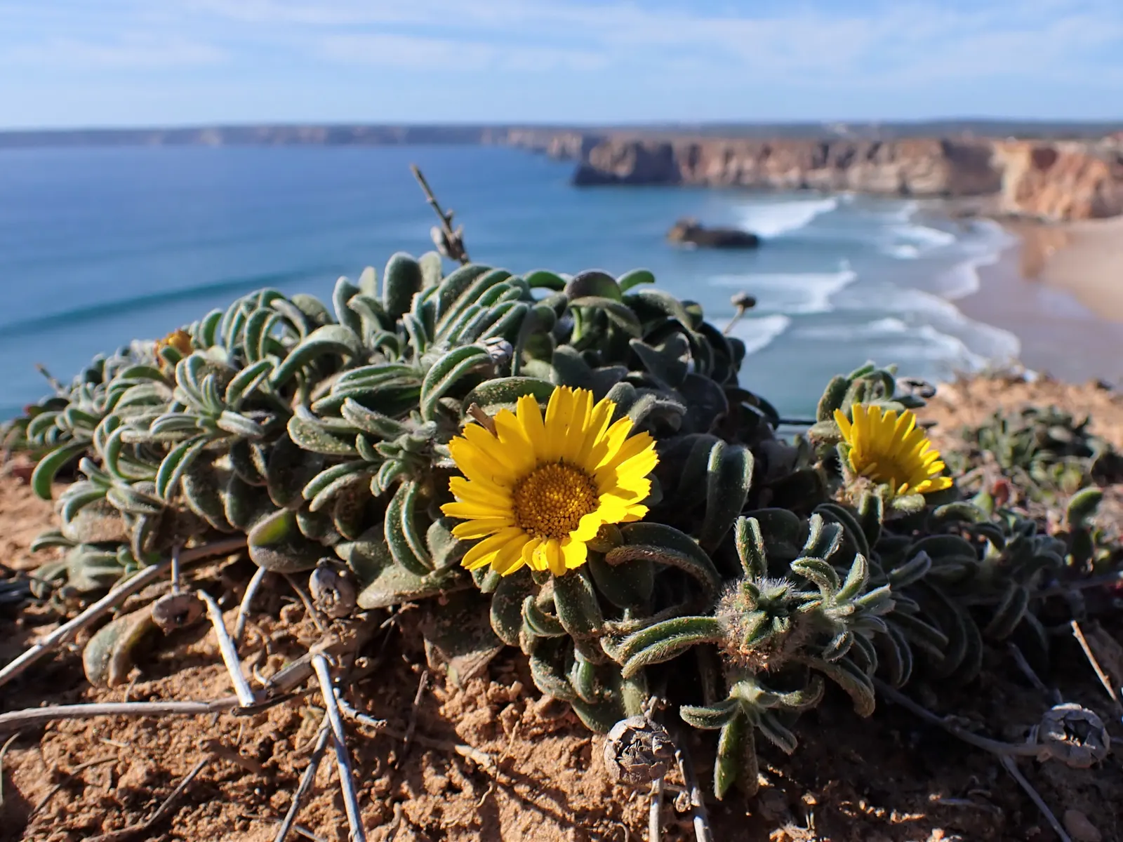 Gold Coin Daisy (Asteriscus Maritimus) — blooms may persist into the fall