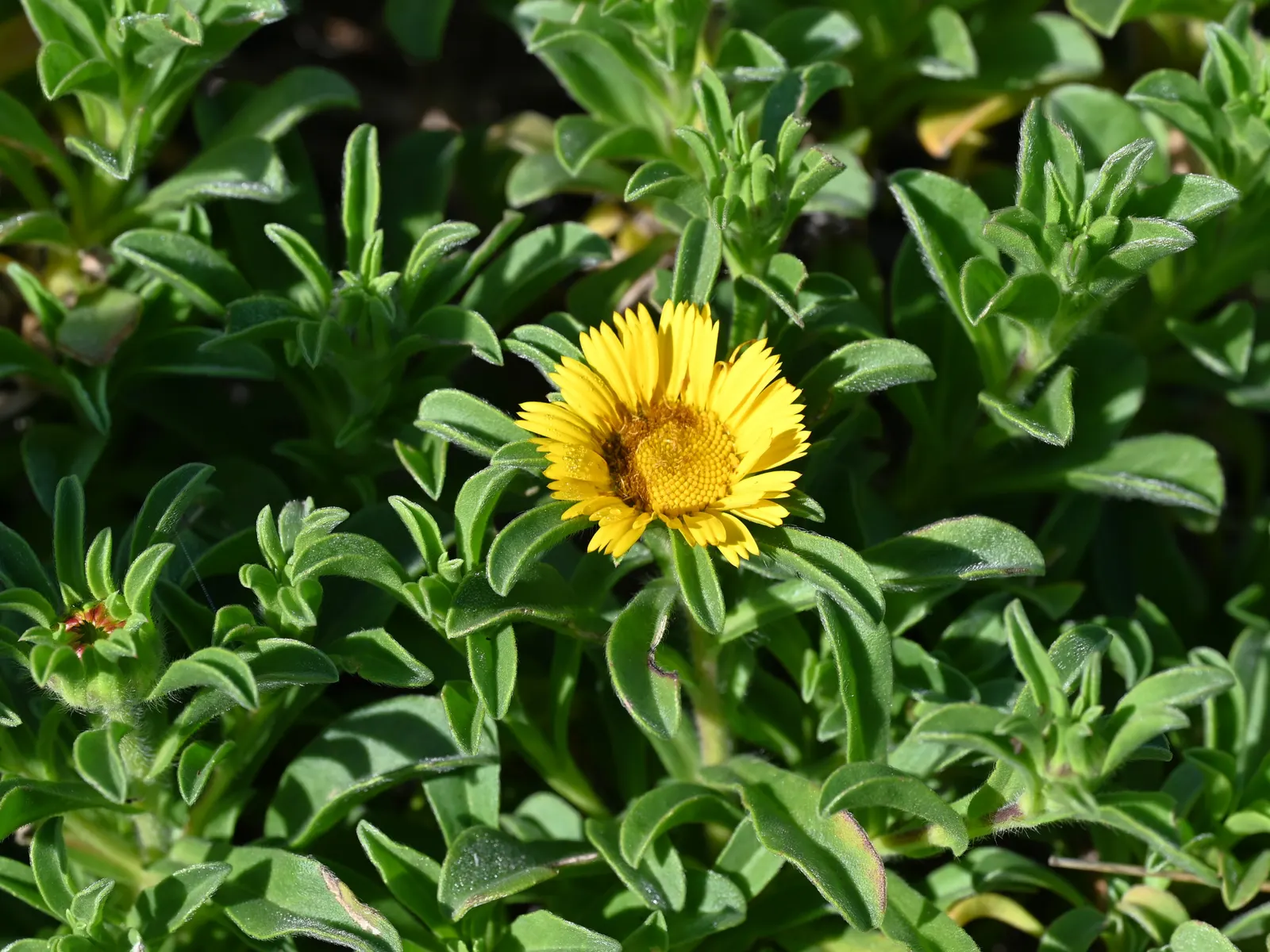 Gold Coin Daisy (Asteriscus Maritimus) — It can handle coastal conditions like salt spray and is hardy in USDA zones 9-11; gold flowers in the garden