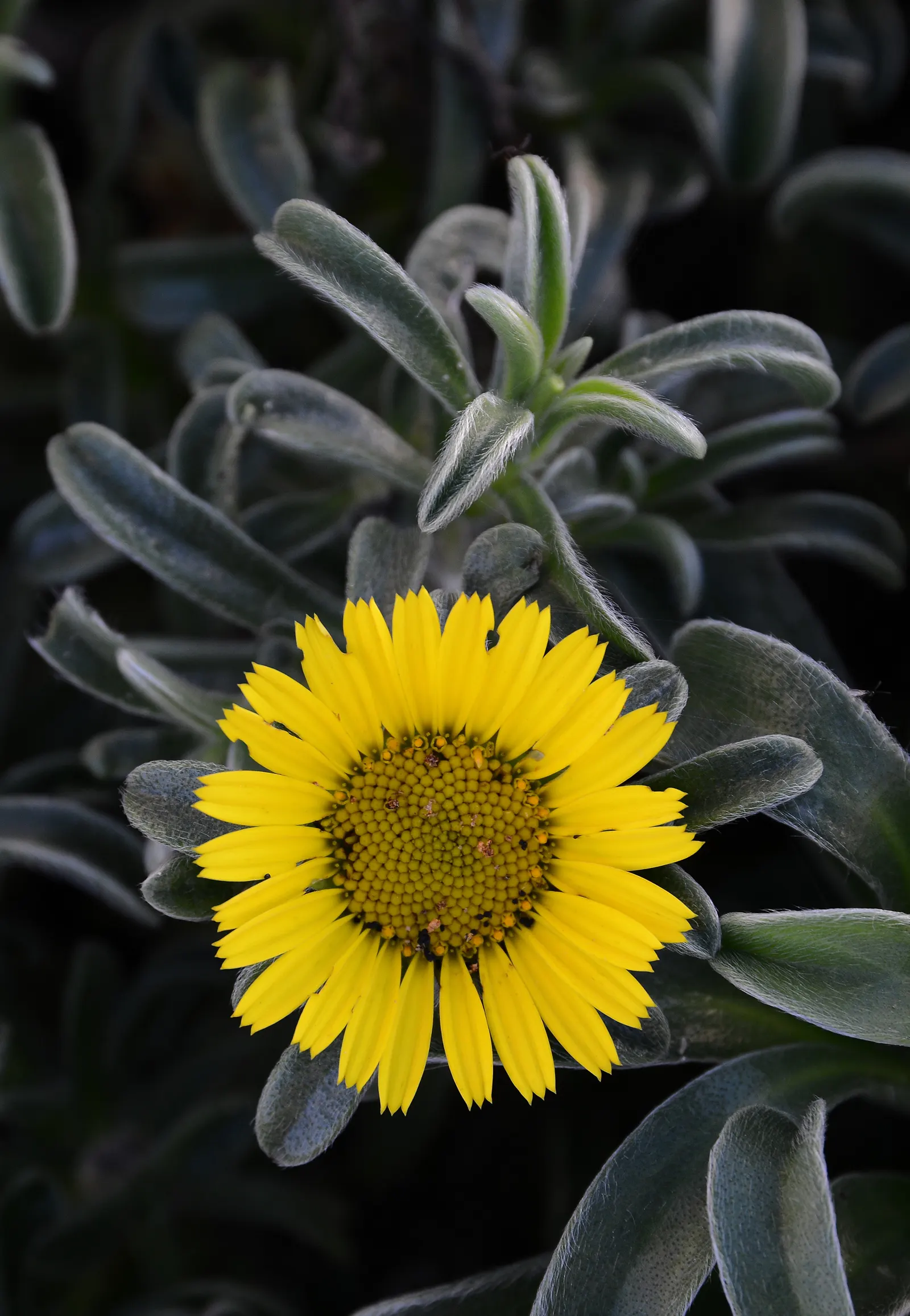Gold Coin Daisy (Asteriscus Maritimus) — blooms may persist into the fall, image 38
