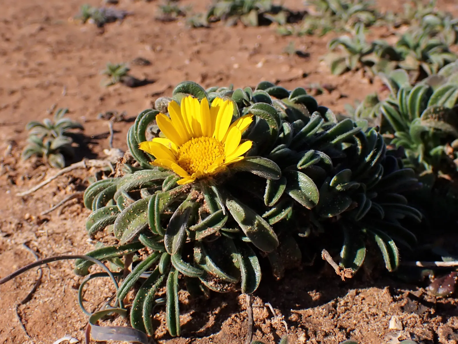 Gold Coin Daisy (Asteriscus Maritimus) — Its drought tolerance makes it ideal for rock gardens and xeriscaping, requiring full sun exposure; where, image 52
