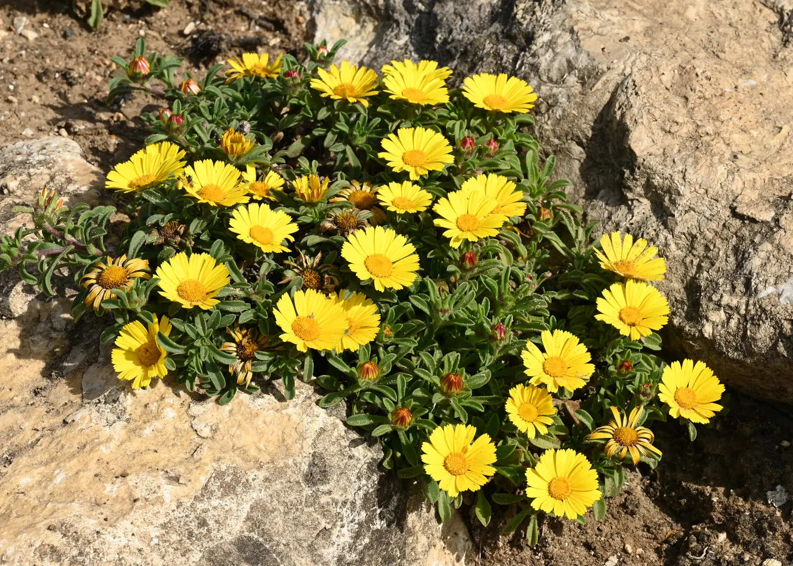 Gold Coin Daisy (Asteriscus Maritimus) — it can be grown as an annual; minimal maintenance is required