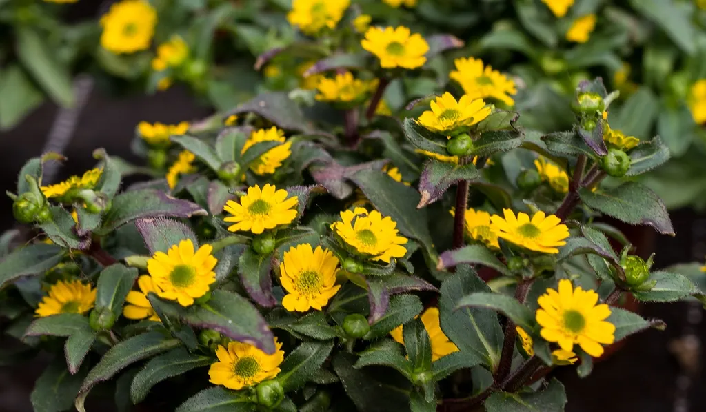 Gold Coin Daisy (Asteriscus Maritimus) — are a vibrant addition to the landscape and also attract pollinators such as bees and butterflies; but deadheading