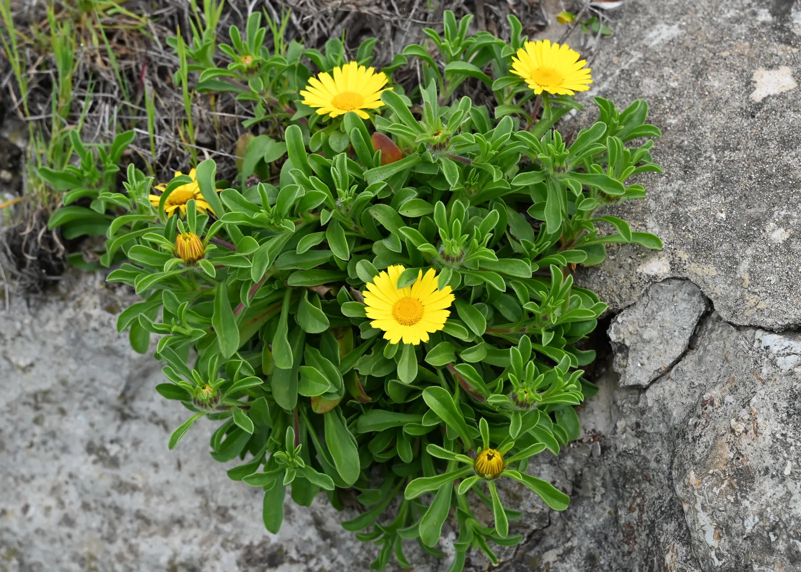 Gold Coin Daisy (Asteriscus Maritimus) — or even container planting; as it is not tolerant to waterlogged conditions