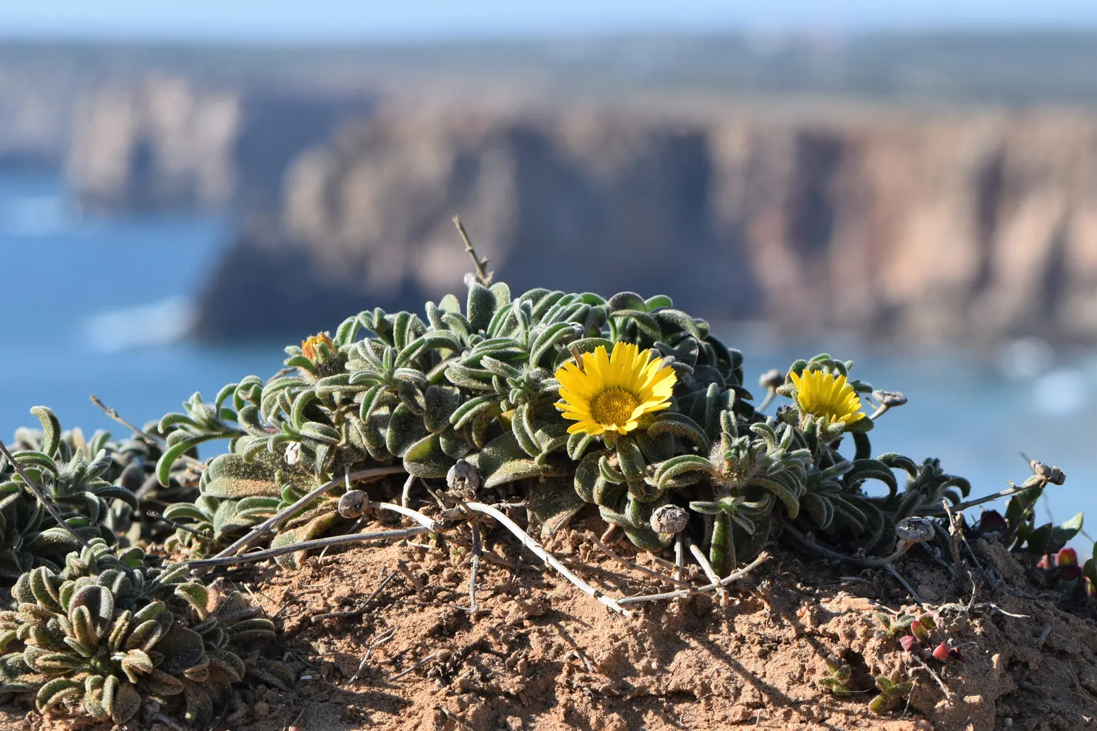 Gold Coin Daisy (Asteriscus Maritimus) — or even container planting