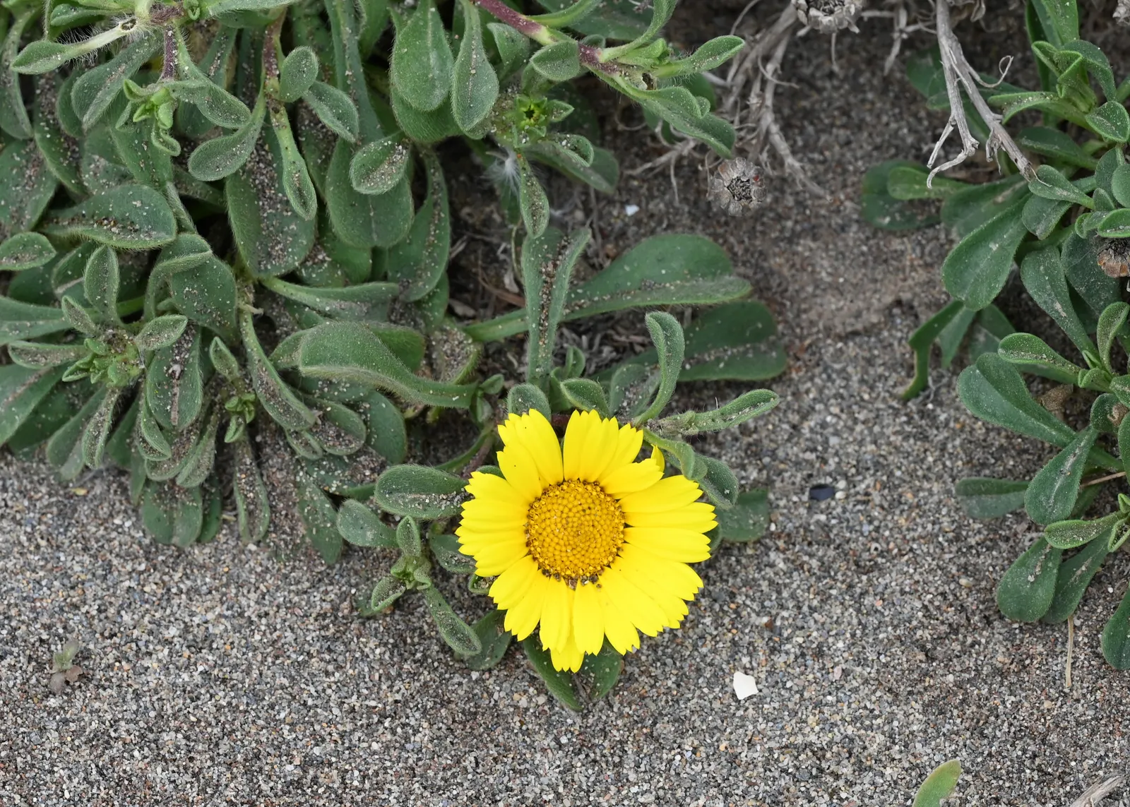Gold Coin Daisy (Asteriscus Maritimus) — Blooms appear in spring and summer, attracting butterflies and providing vibrant ground cover; it can, image 53