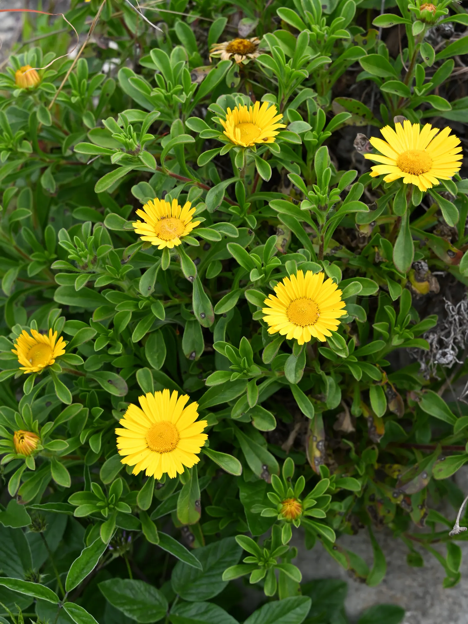 Gold Coin Daisy (Asteriscus Maritimus) — Compact Gold Coin (Asteriscus maritimus) thrives as a low-maintenance evergreen perennial in USDA zones, image 26