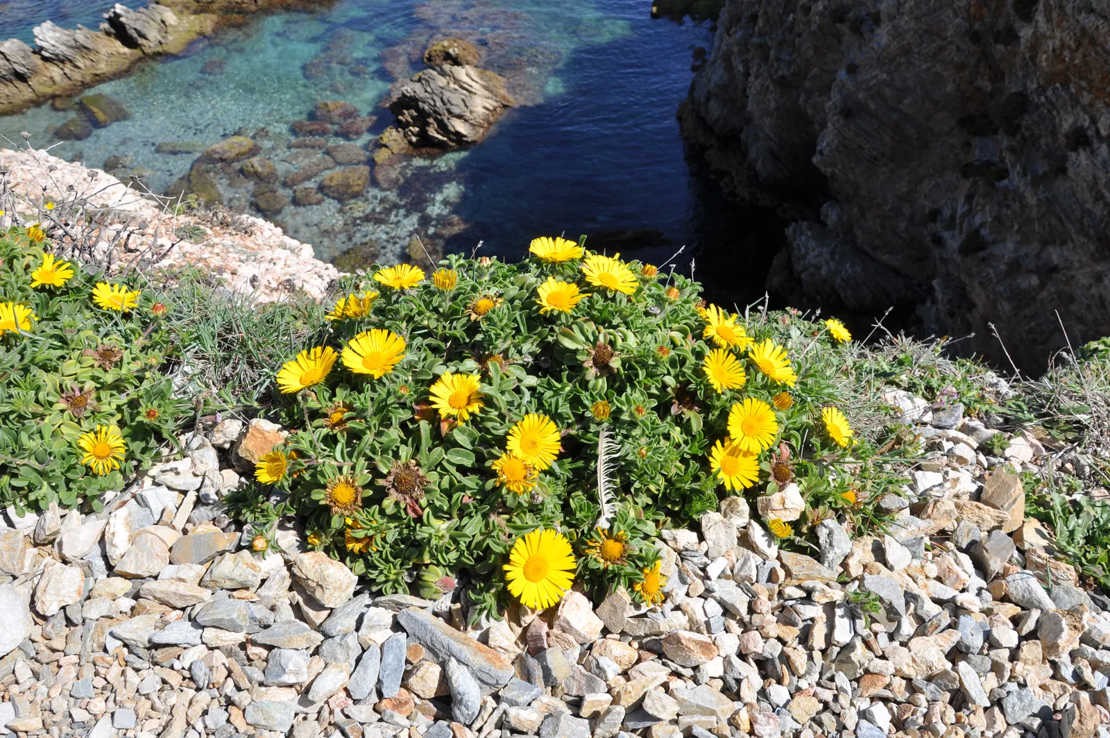 Gold Coin Daisy (Asteriscus Maritimus) — perennial with gold blooms; adding an ecological benefit to its aesthetic appeal.<br><br>When designing a landscape
