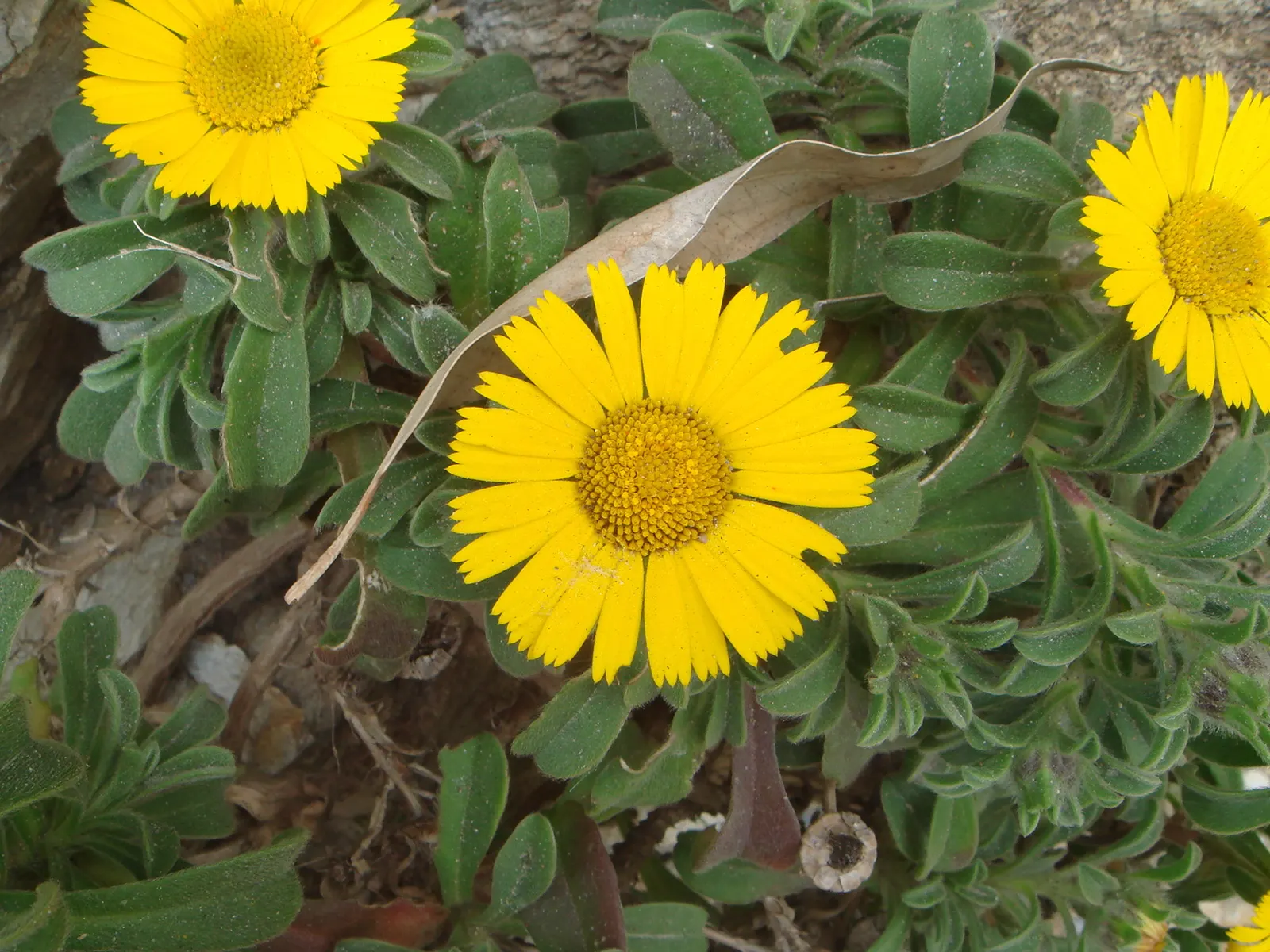 Gold Coin Daisy (Asteriscus Maritimus) — consider placing Asteriscus maritimus in well-drained soil; the plant's size makes it an excellent choice for border