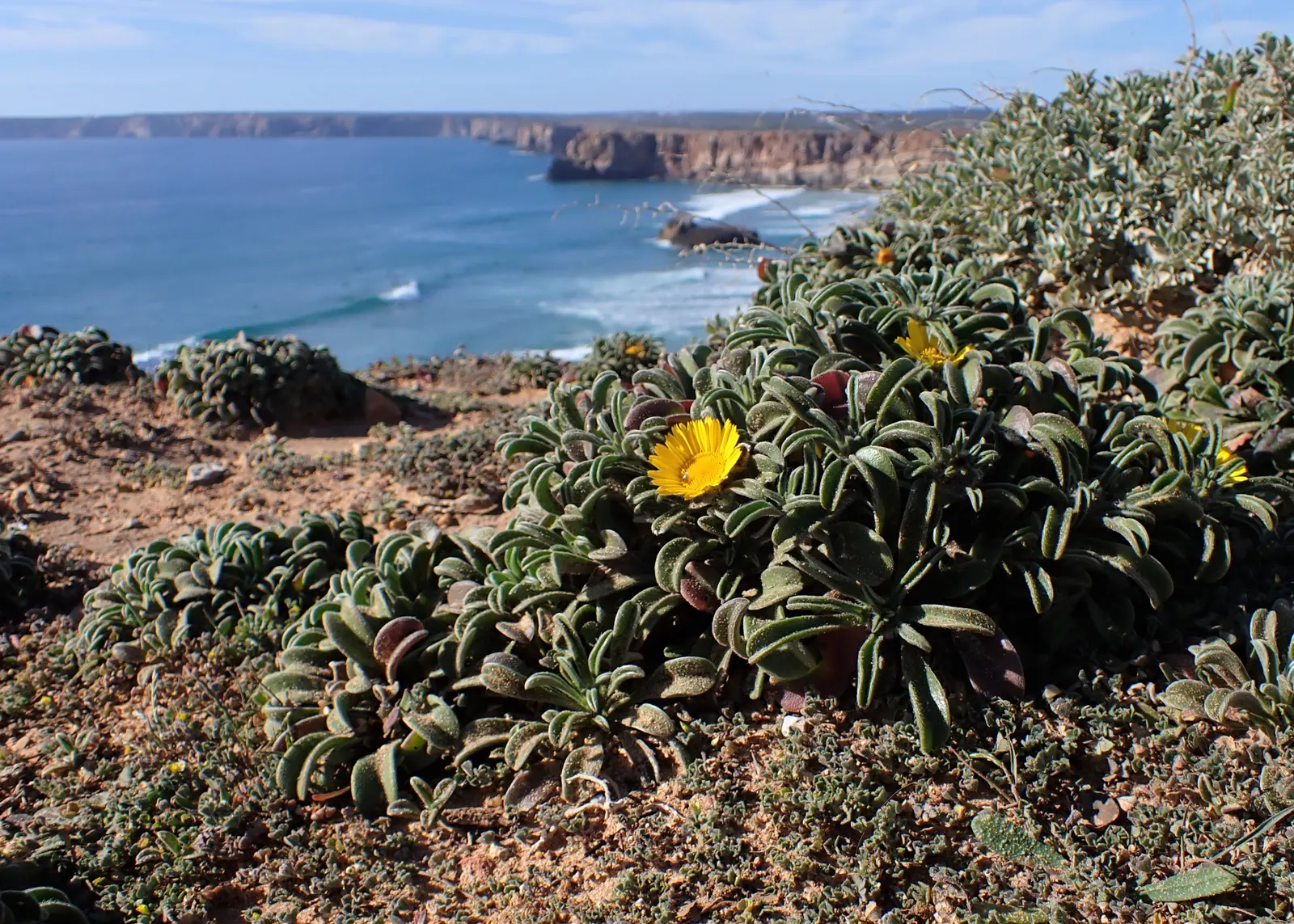 Gold Coin Daisy (Asteriscus Maritimus) — Minimal maintenance is required