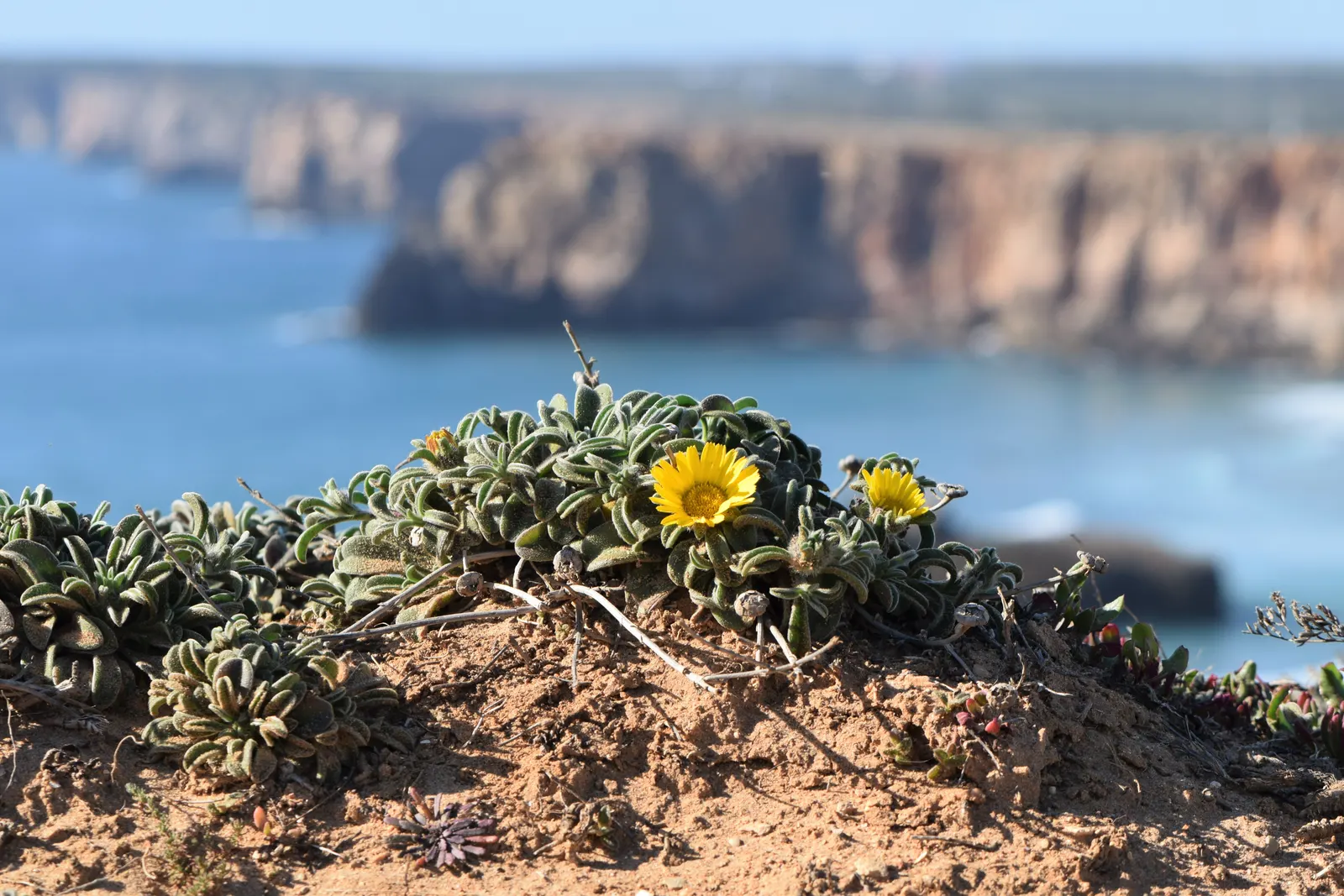 Gold Coin Daisy (Asteriscus Maritimus) — Minimal maintenance is required; is an evergreen perennial often celebrated for its striking golden-yellow daisy-like