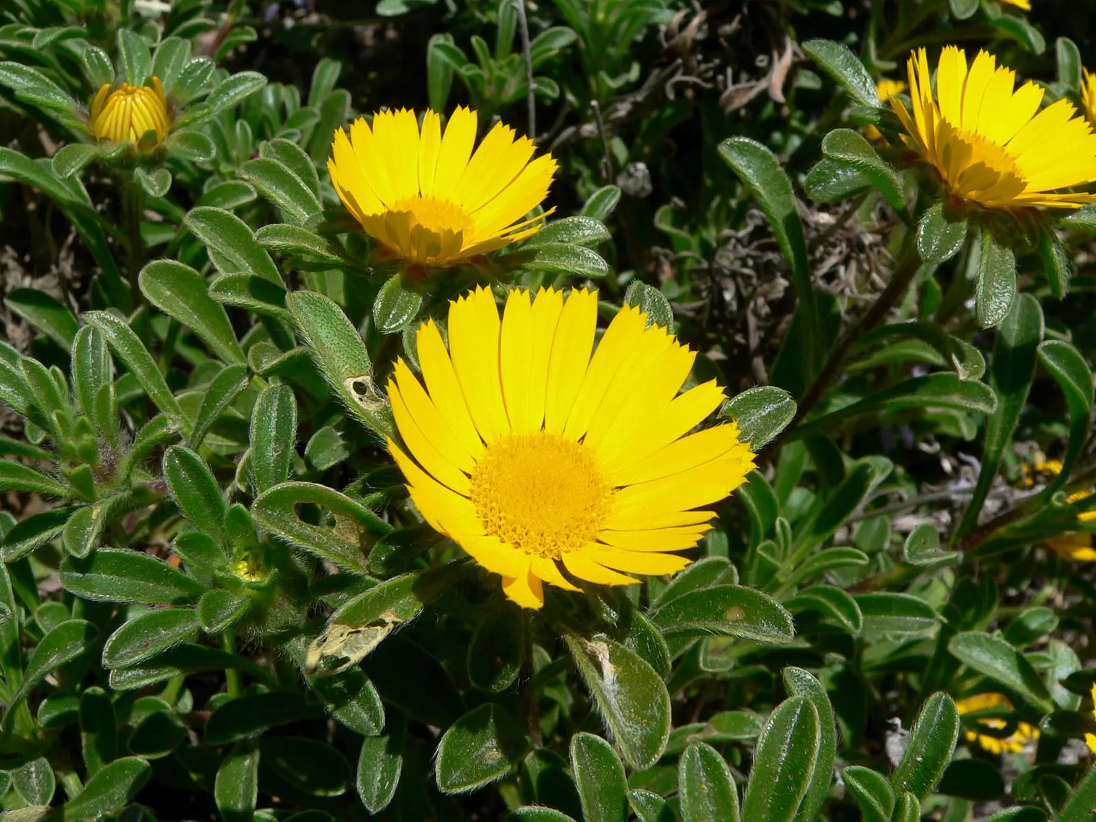 Gold Coin Daisy (Asteriscus Maritimus) — adding an ecological benefit to its aesthetic appeal.<br><br>When designing a landscape; its drought tolerance makes