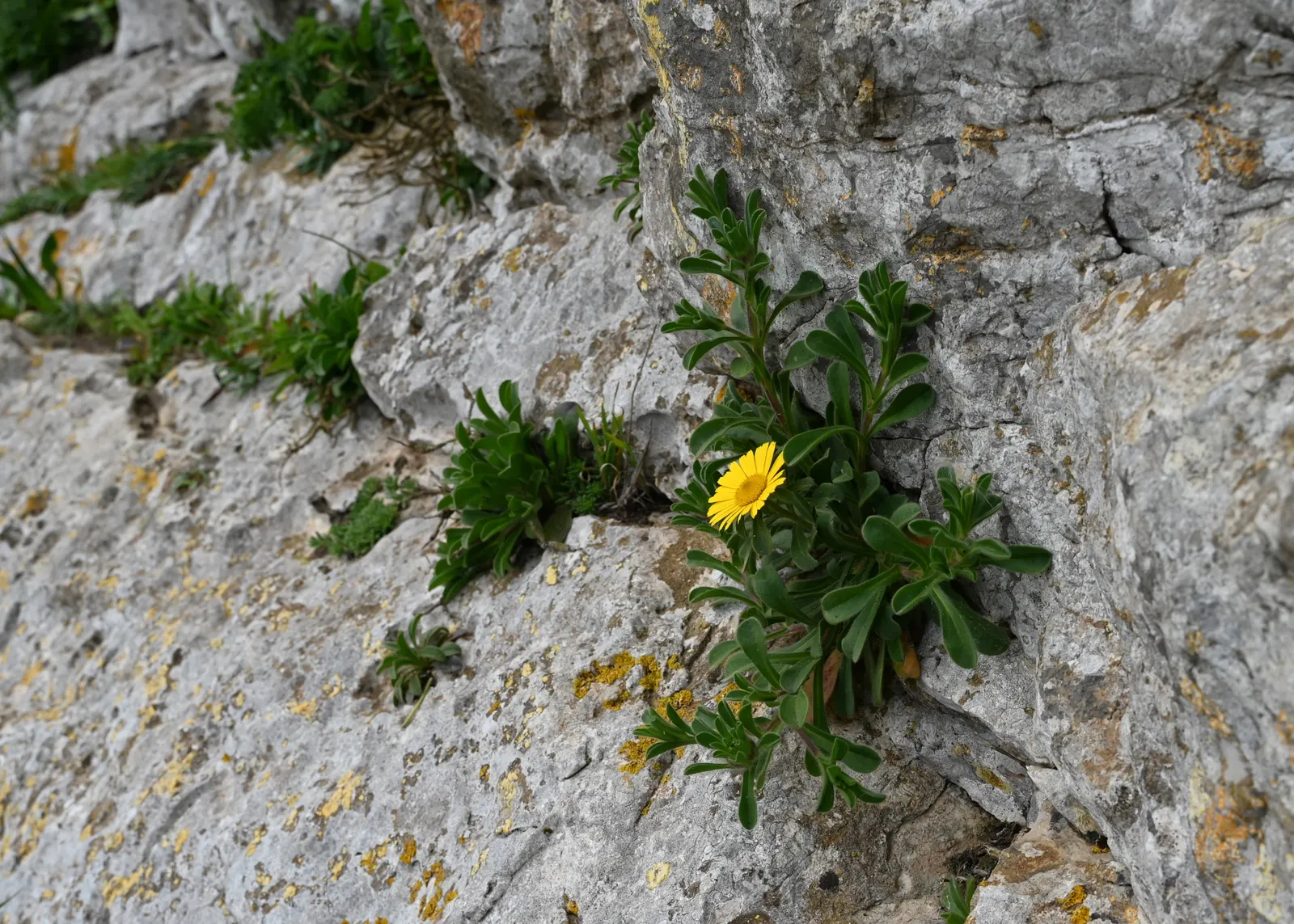Gold Coin Daisy (Asteriscus Maritimus) — Compact Gold Coin forms a neat; it can be grown as an annual