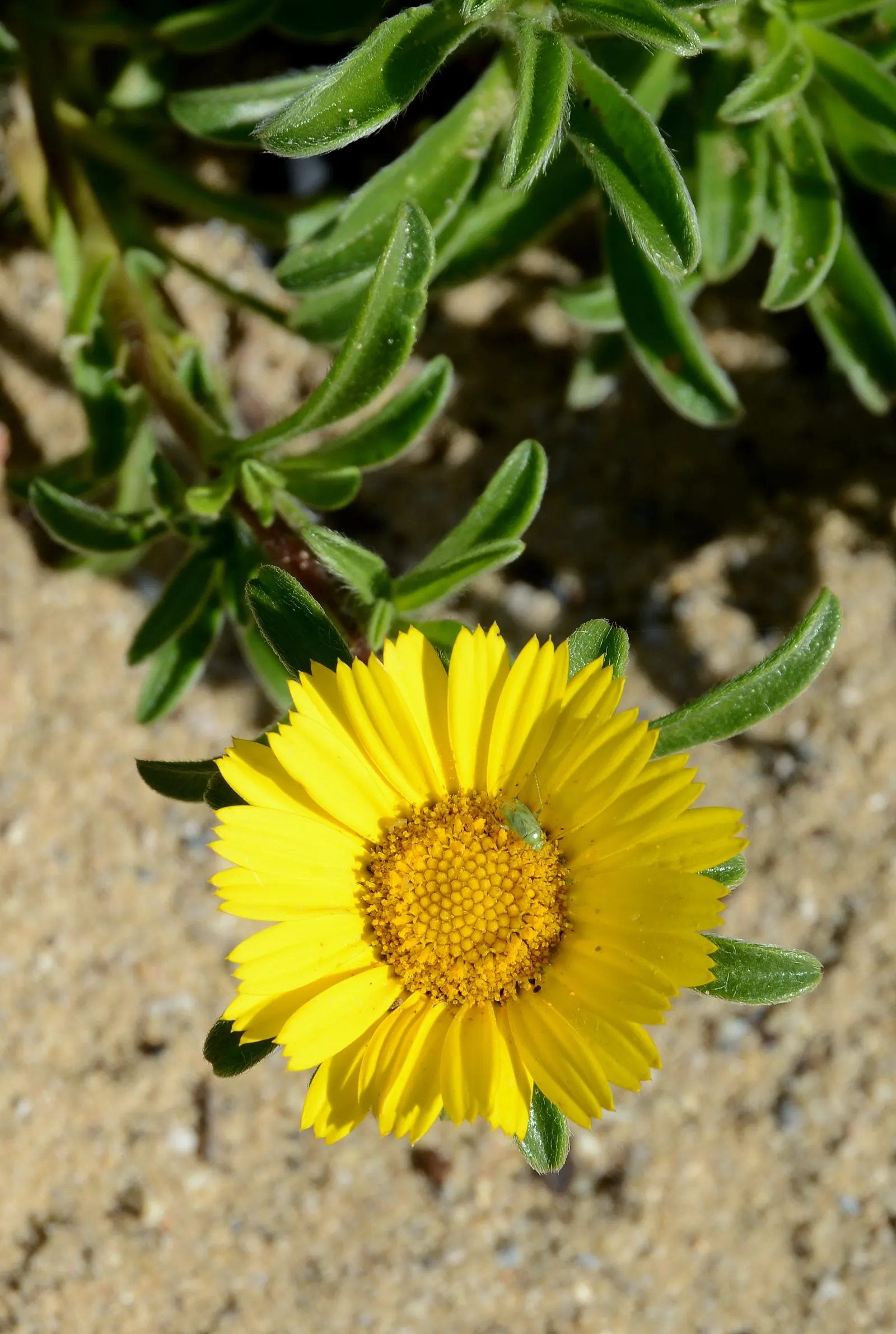 Gold Coin Daisy (Asteriscus Maritimus) — but deadheading spent flowers may encourage further blooming.<br><br>For gardens in cooler climates; and under optimal