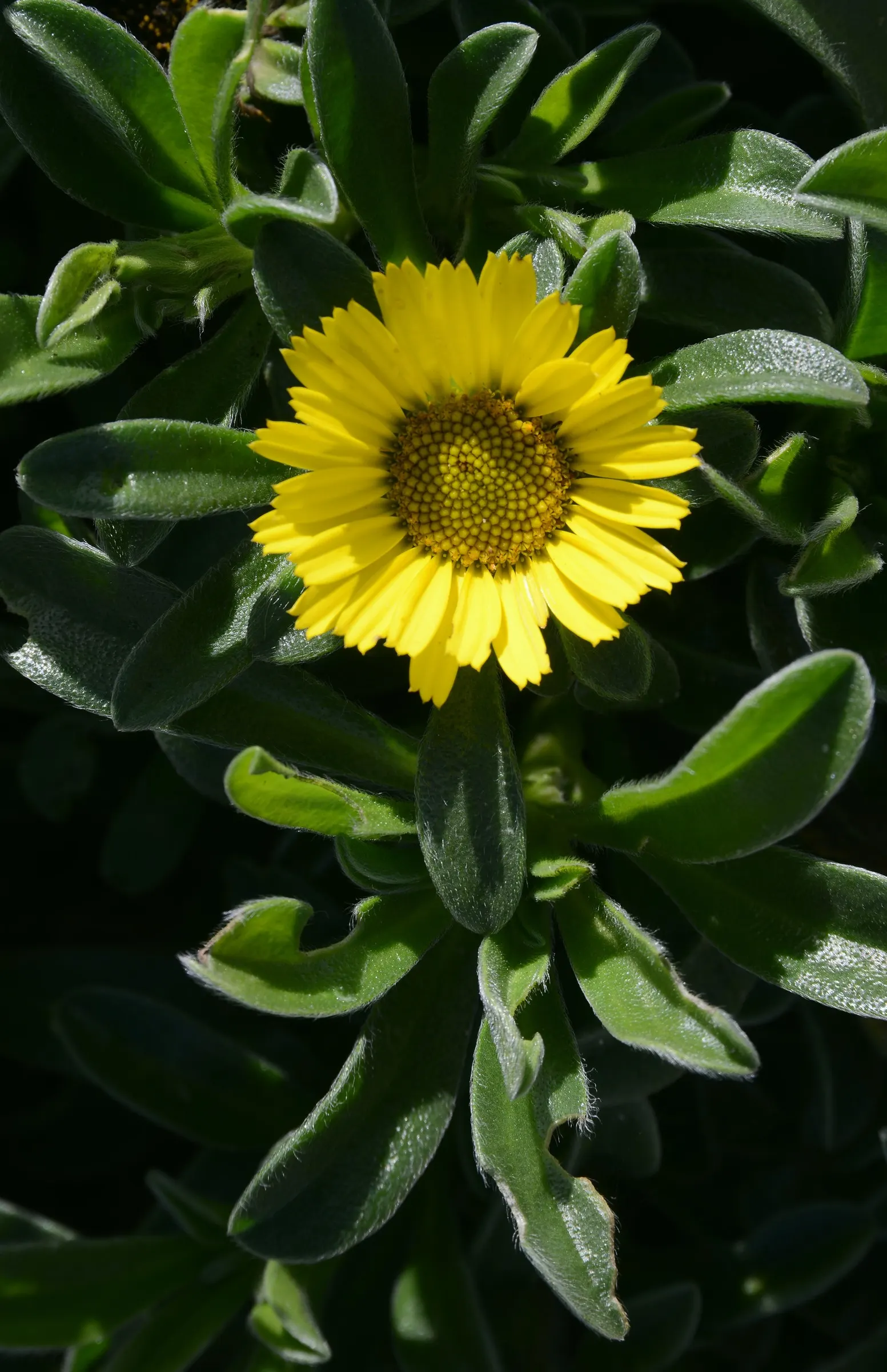 Gold Coin Daisy (Asteriscus Maritimus) — and under optimal conditions; this Mediterranean native is well-suited for rock gardens