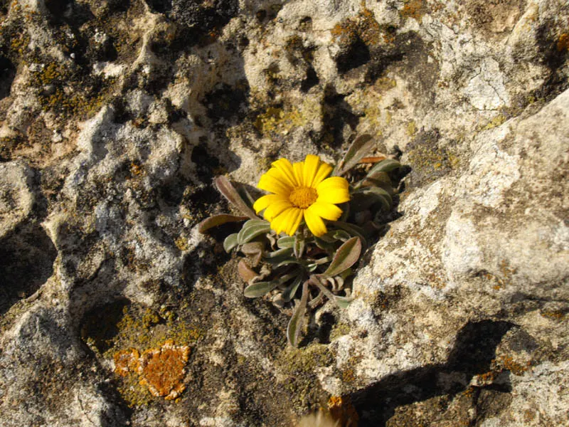 Gold Coin Daisy (Asteriscus Maritimus) — it can be grown as an annual