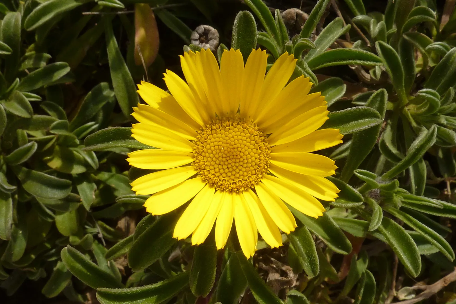 Gold Coin Daisy (Asteriscus Maritimus) — Blooms appear in spring and summer, attracting butterflies and providing vibrant ground cover; it can handle coastal