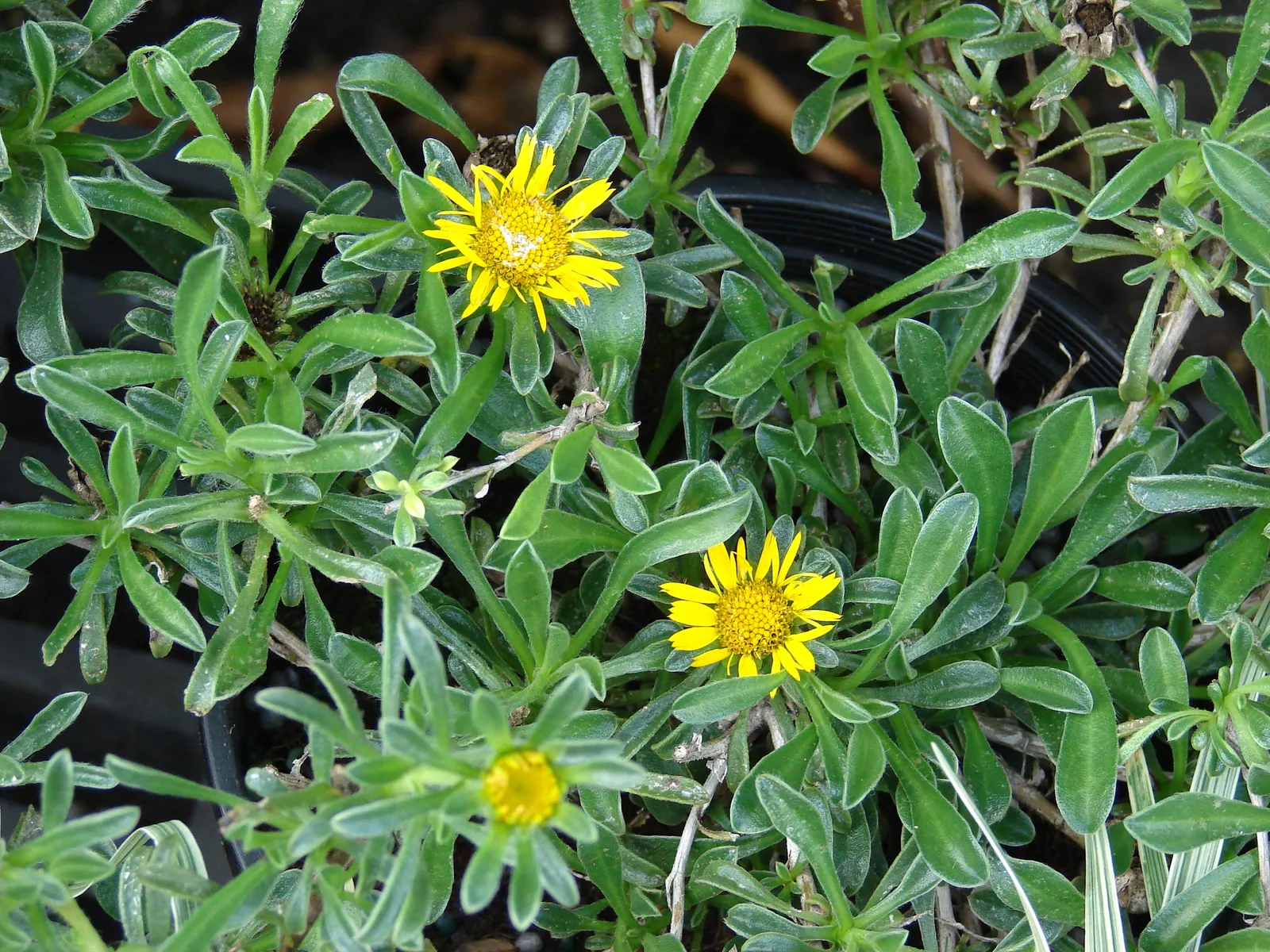 Gold Coin Daisy (Asteriscus Maritimus) — Its drought tolerance makes it ideal for rock gardens and xeriscaping, requiring full sun exposure