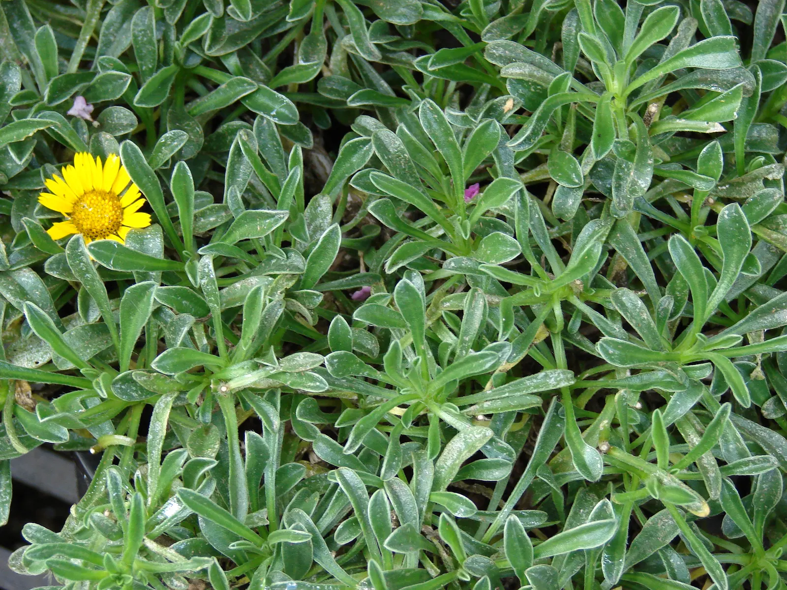 Gold Coin Daisy (Asteriscus Maritimus) — It can handle coastal conditions like salt spray and is hardy in USDA zones 9-11