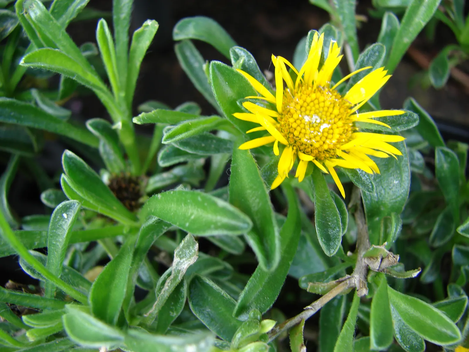 Gold Coin Daisy (Asteriscus Maritimus) — is an evergreen perennial often celebrated for its striking golden-yellow daisy-like flowers and dense