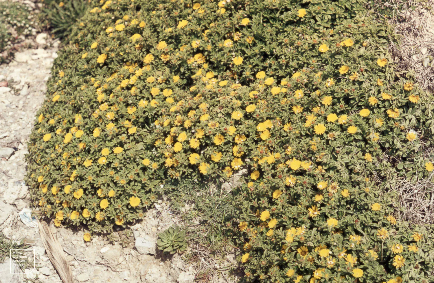 Gold Coin Daisy (Asteriscus Maritimus) — mounding clump of leathery; blooms appear in spring and summer, attracting butterflies and providing vibrant ground