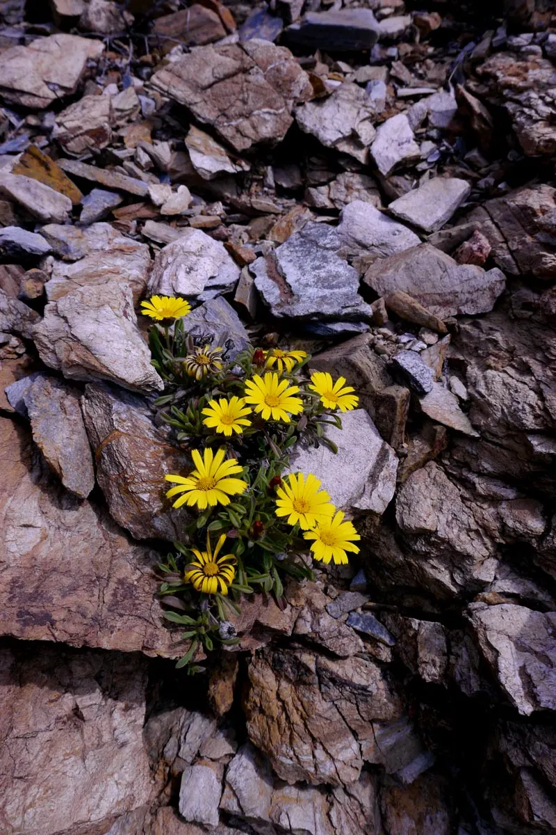 Gold Coin Daisy (Asteriscus Maritimus) — adding an ecological benefit to its aesthetic appeal.<br><br>When designing a landscape
