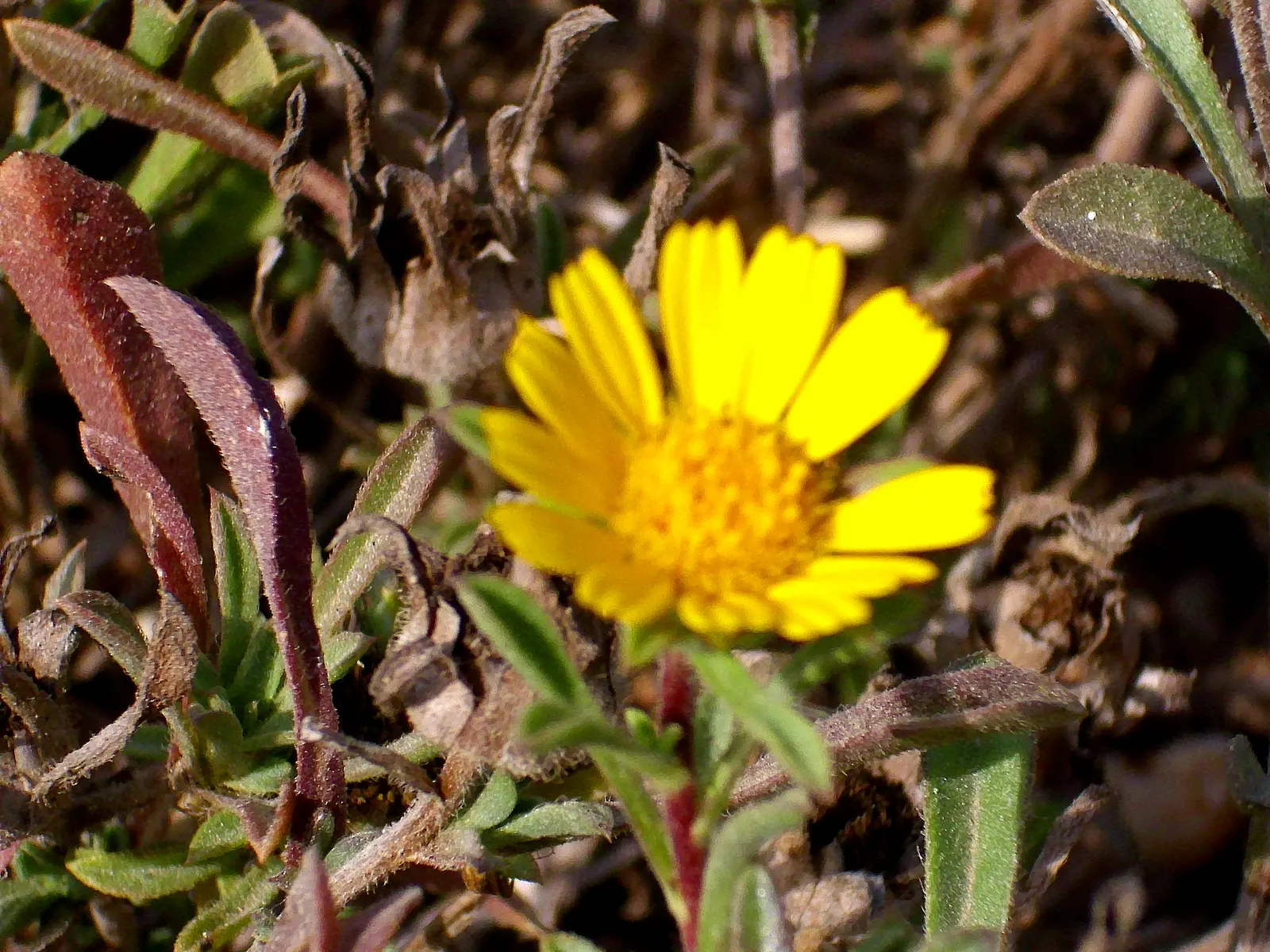 Gold Coin Daisy (Asteriscus Maritimus) — Compact Gold Coin forms a neat