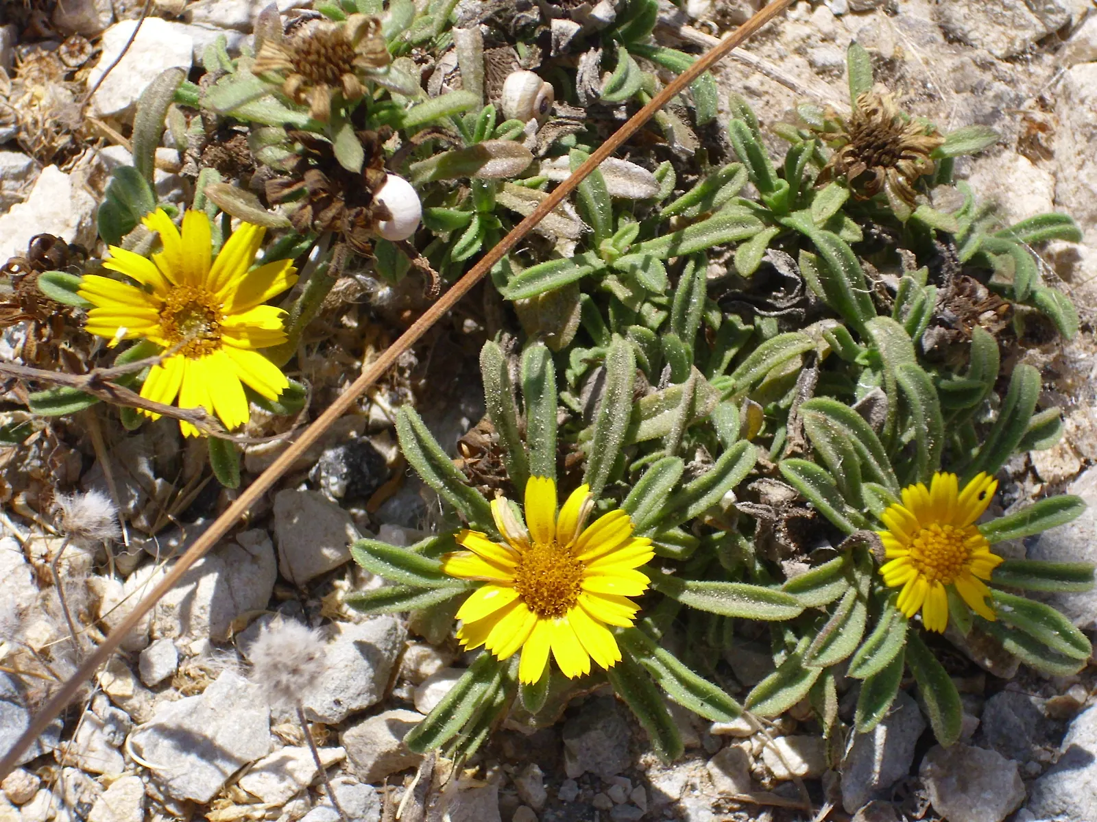 Gold Coin Daisy (Asteriscus Maritimus) — perennial for full; providing a burst of cheerful color throughout the growing season