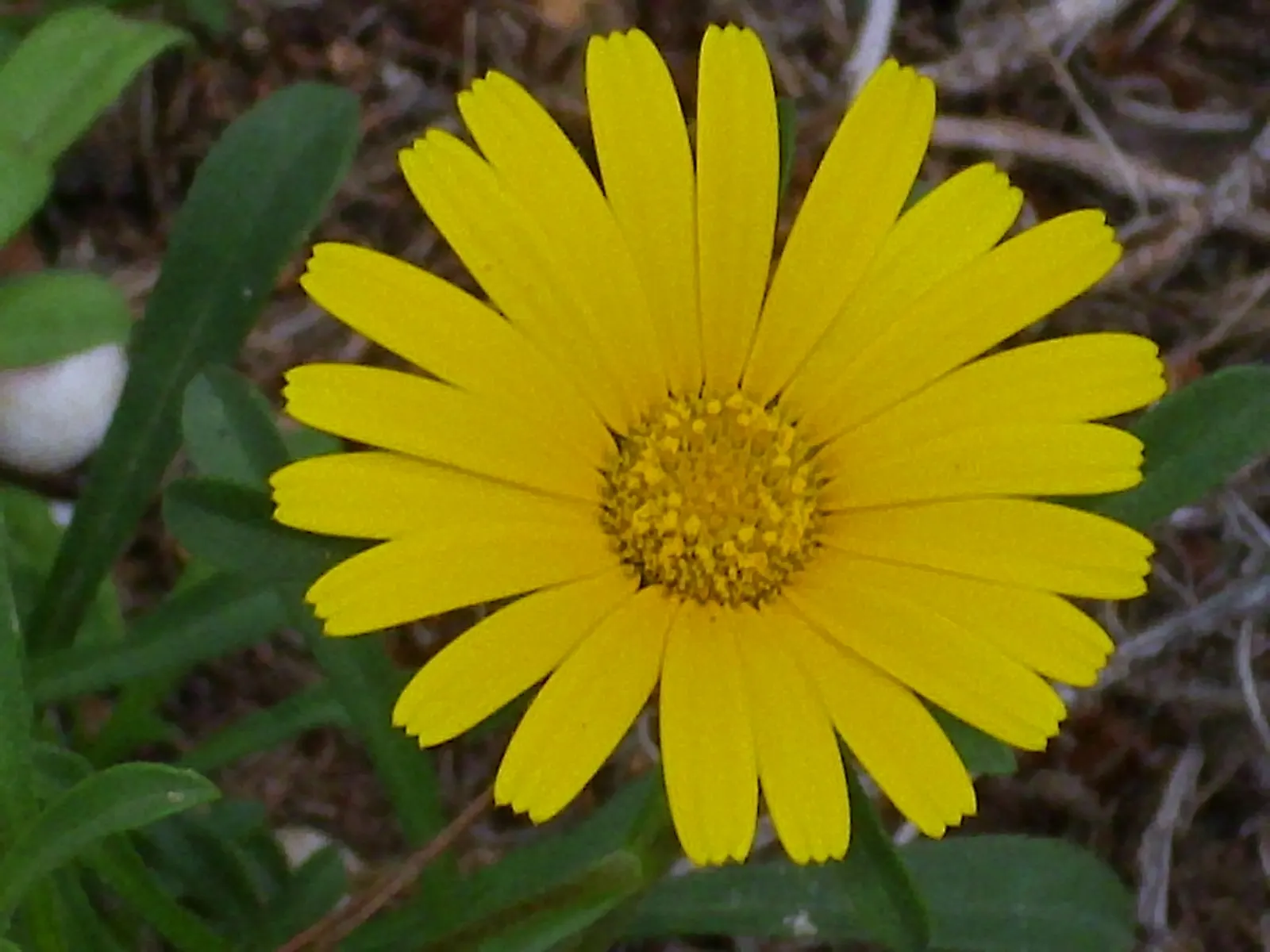 Gold Coin Daisy (Asteriscus Maritimus) — The plant's size makes it an excellent choice for border edging