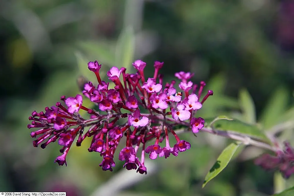 Nanho Purple Butterfly Bush (Buddleia Davidii 'Nanho Purple') — is a deciduous shrub prized for its fragrant