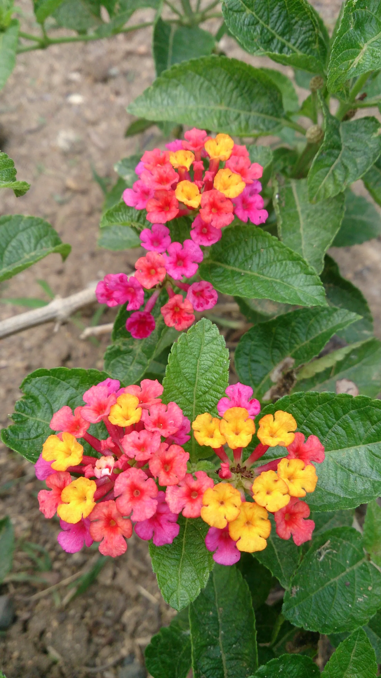 Spreading Sunset&reg; Lantana (Lantana 'Spreading Sunset') — The Spreading Sunset&reg; Lantana, or Lantana 'Spreading Sunset', is a vibrant perennial ground