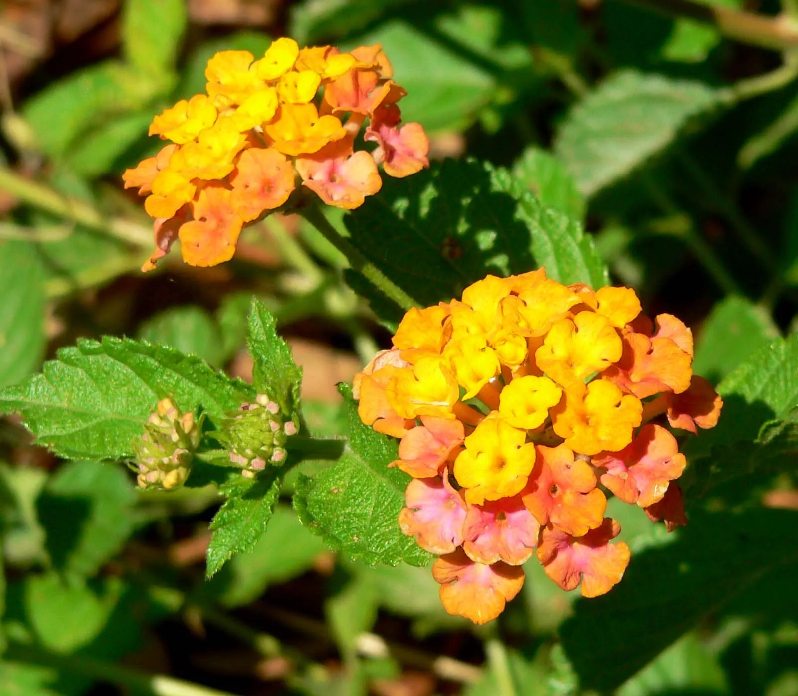 Spreading Sunset&reg; Lantana (Lantana 'Spreading Sunset') — It showcases clusters of rich, multicolored orange-yellow flowers, blooming profusely in warm