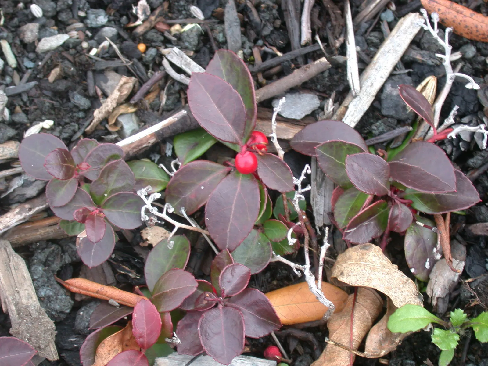 Creeping Wintergreen (Gaultheria Procumbens) — ground cover / shrub for full or half or shade; offering a combination of aesthetic appeal and practical benefits