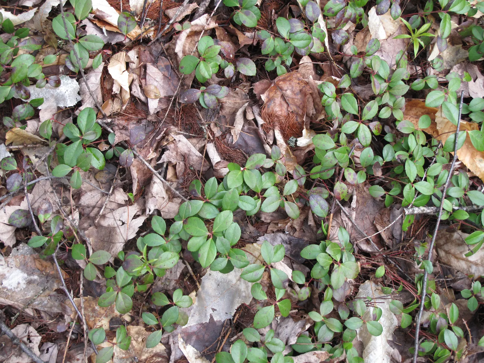 Creeping Wintergreen (Gaultheria Procumbens) — commonly called Creeping Wintergreen; thriving in USDA Zones 3-8, it prefers partial to full shade and acidic