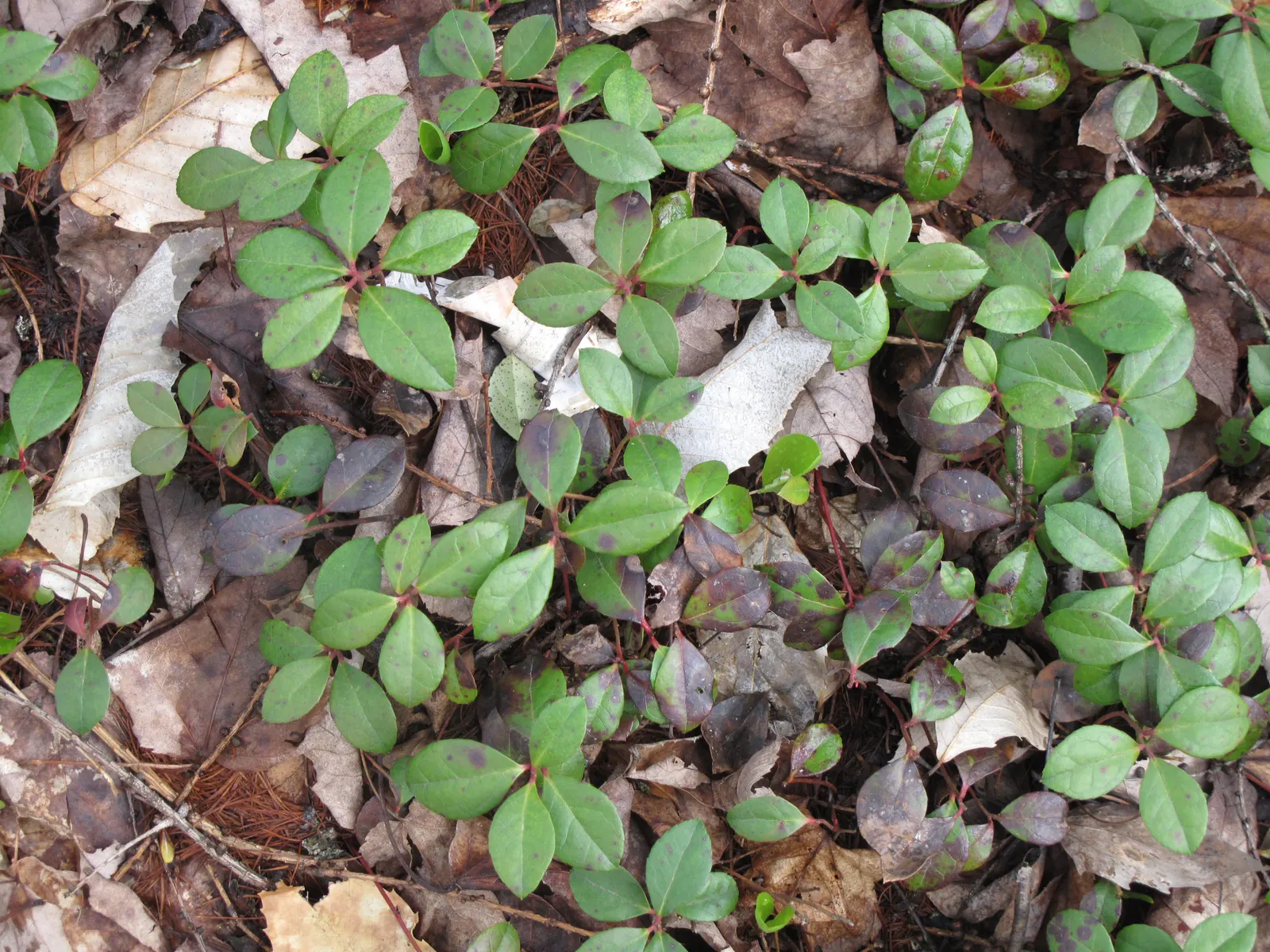 Creeping Wintergreen (Gaultheria Procumbens) — which measure up to 2 inches long; it's a fantastic choice for woodland gardens or as an understory plant within