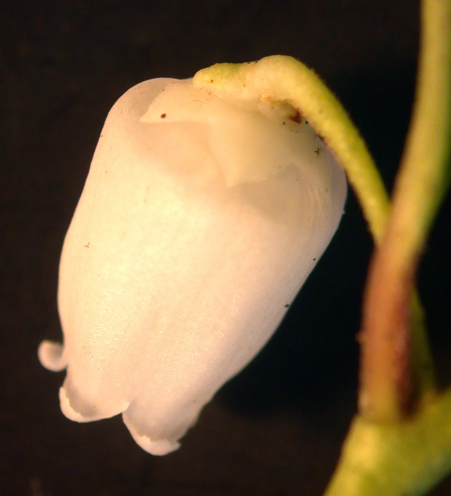 Creeping Wintergreen (Gaultheria Procumbens) — ground cover / shrub with white blooms; which measure up to 2 inches long