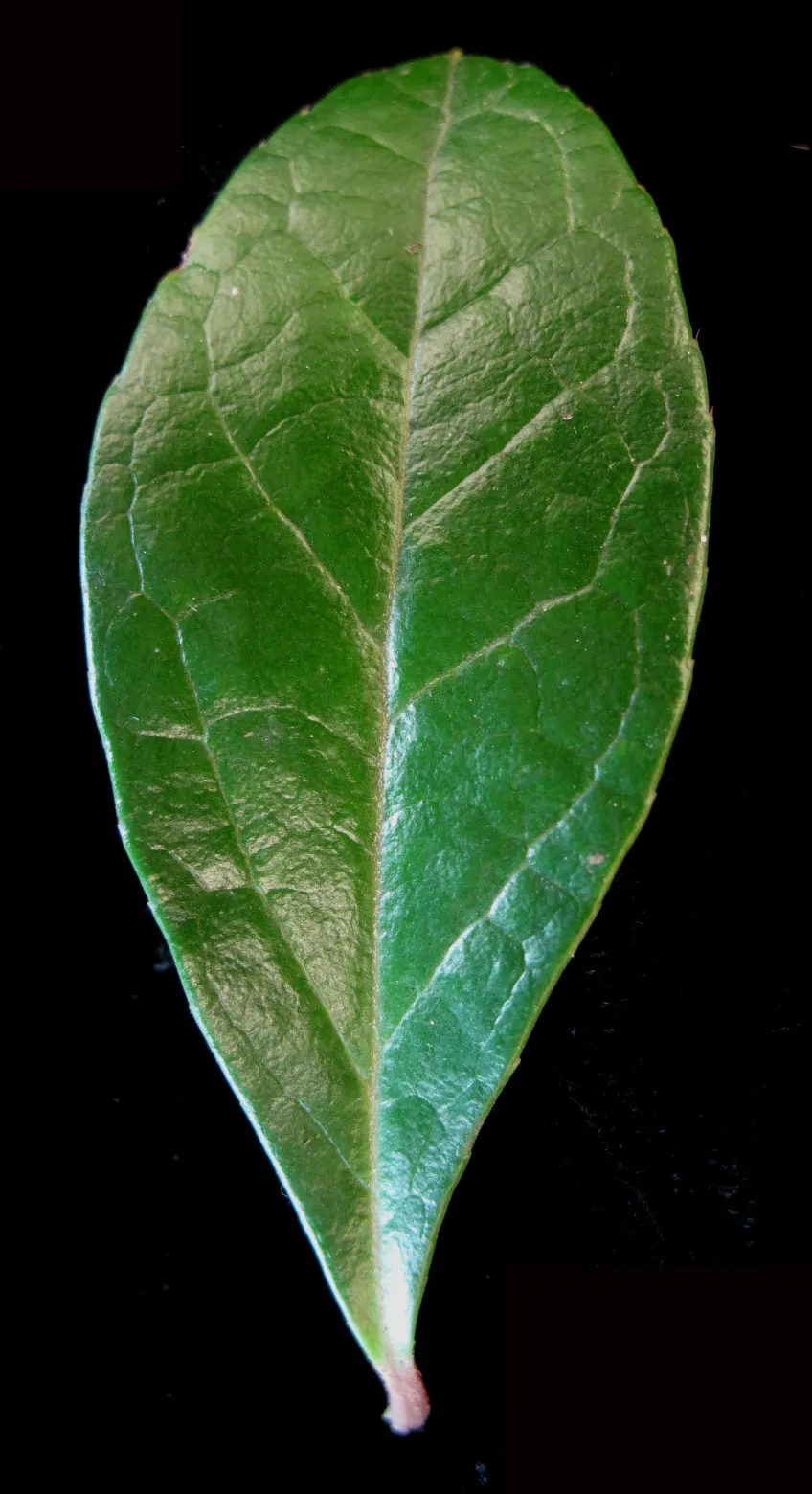 Creeping Wintergreen (Gaultheria Procumbens) — Its natural habitat guides its preference for acidic