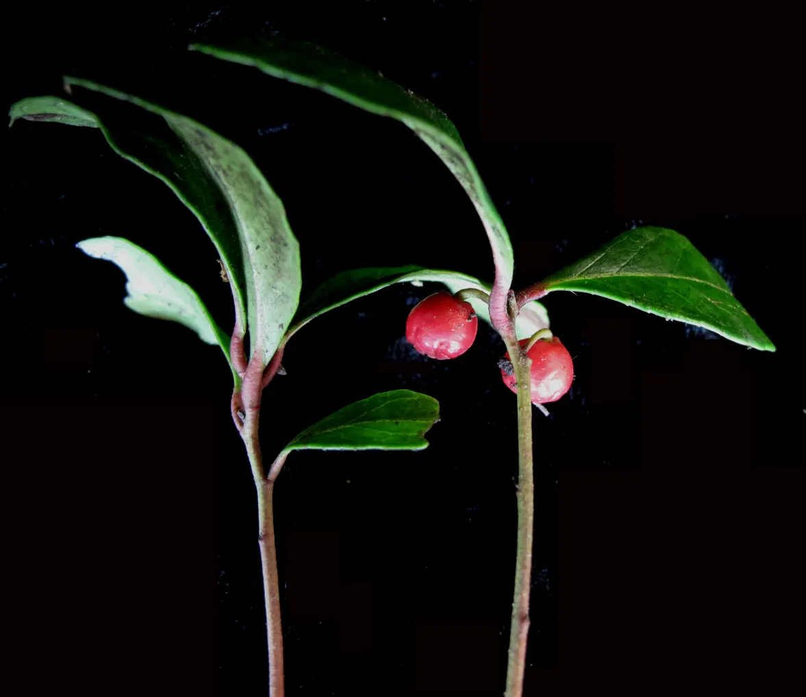 Creeping Wintergreen (Gaultheria Procumbens) — white flowers in the garden; minty scent when the foliage is crushed, image 67