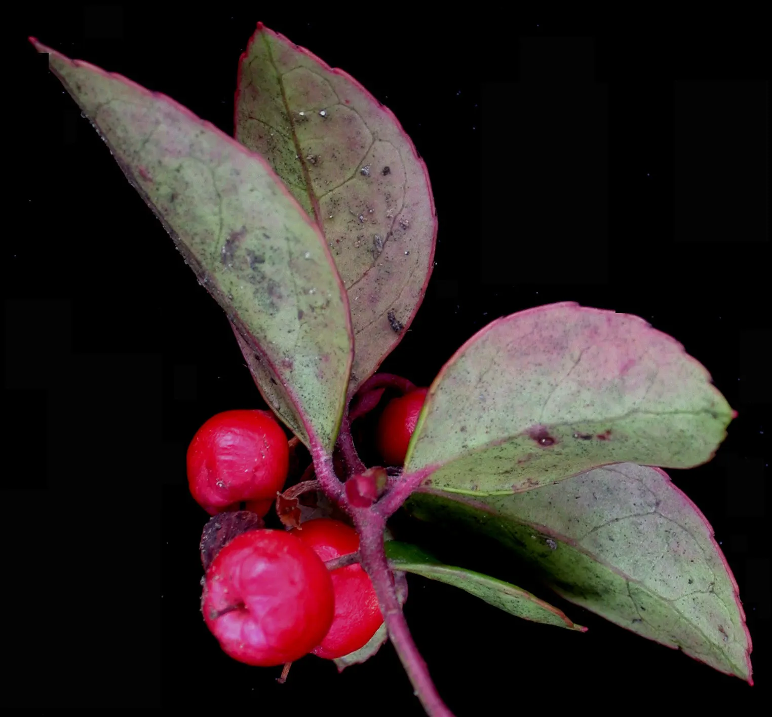 Creeping Wintergreen (Gaultheria Procumbens) — minty scent when the foliage is crushed