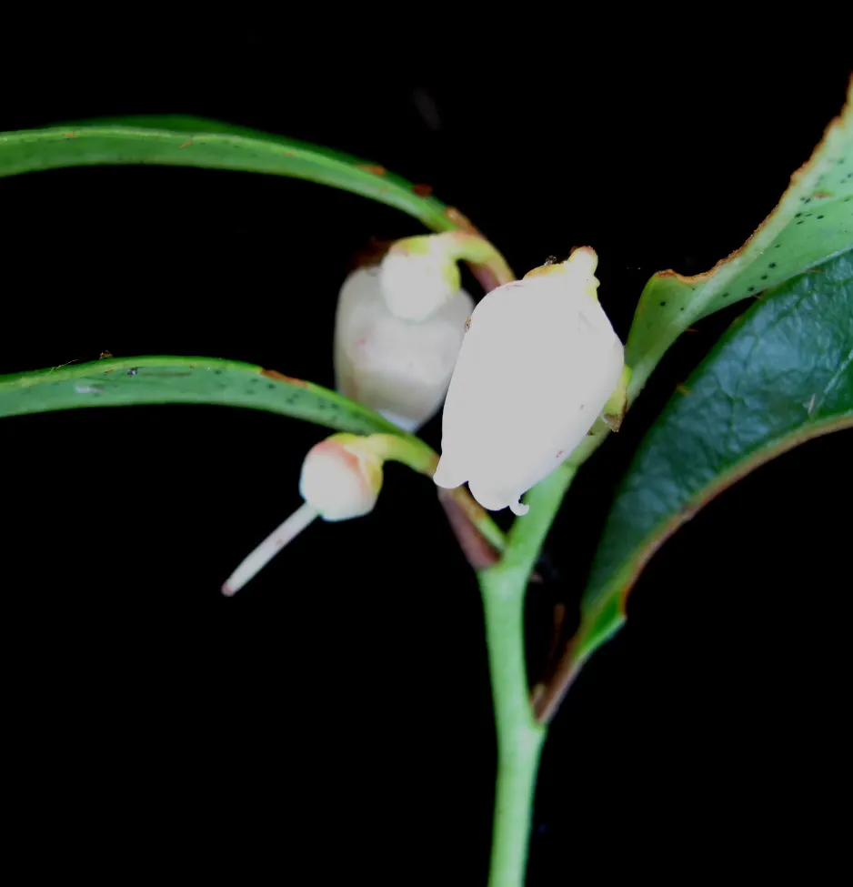 Creeping Wintergreen (Gaultheria Procumbens) — and partial to full shade conditions