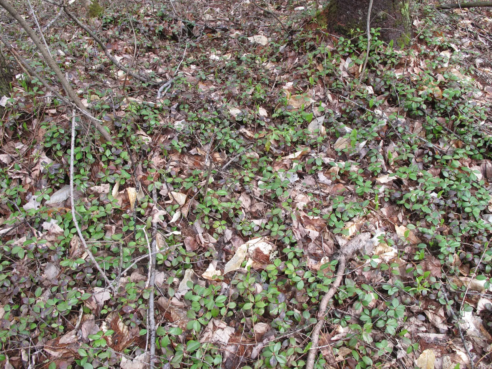 Creeping Wintergreen (Gaultheria Procumbens) — Thriving in USDA Zones 3-8, it prefers partial to full shade and acidic, well-drained soil; evergreen