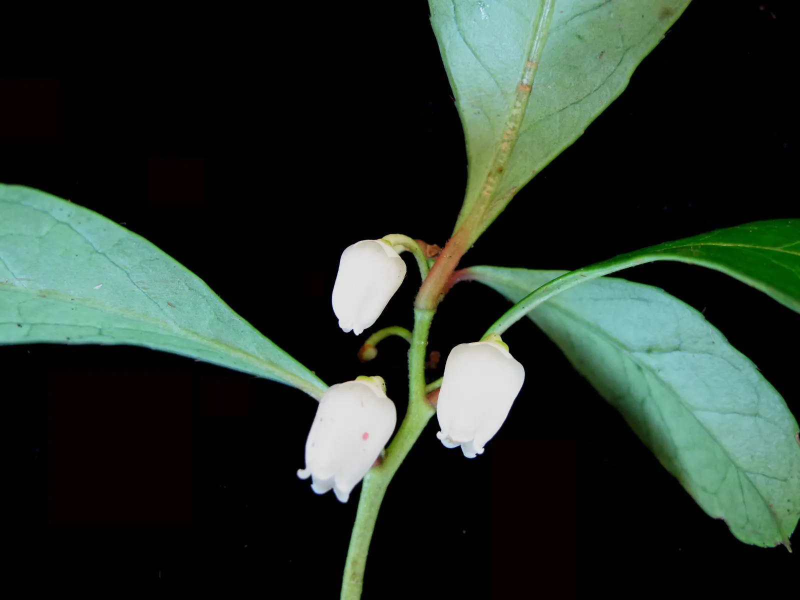 Creeping Wintergreen (Gaultheria Procumbens) — It's a fantastic choice for woodland gardens or as an understory plant within a larger landscape design