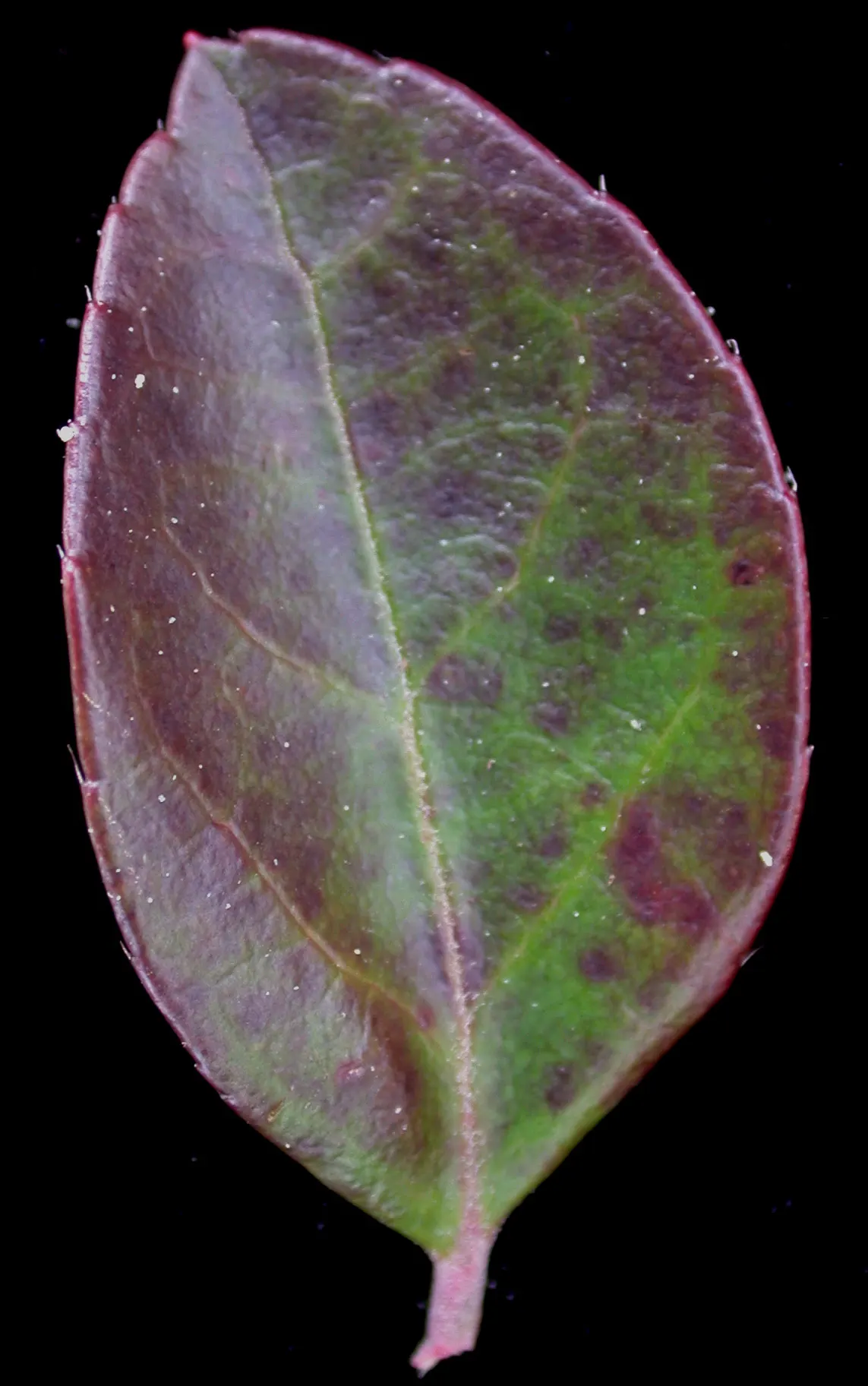 Creeping Wintergreen (Gaultheria Procumbens) — Its natural habitat guides its preference for acidic; this North American native plant emits a, image 57