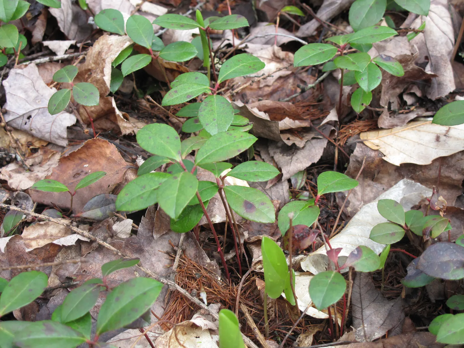 Creeping Wintergreen (Gaultheria Procumbens) — minty scent when the foliage is crushed; these berries are not only visually appealing but are edible and often