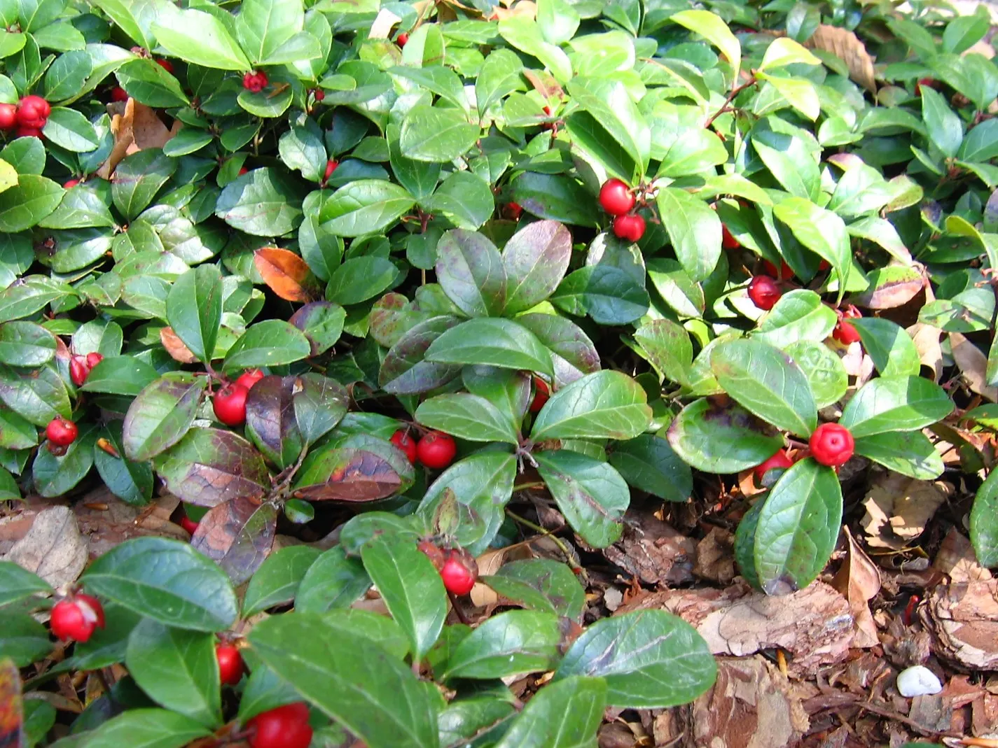 Creeping Wintergreen (Gaultheria Procumbens) — This North American native plant emits a refreshing; is a versatile evergreen groundcover that adds year-round